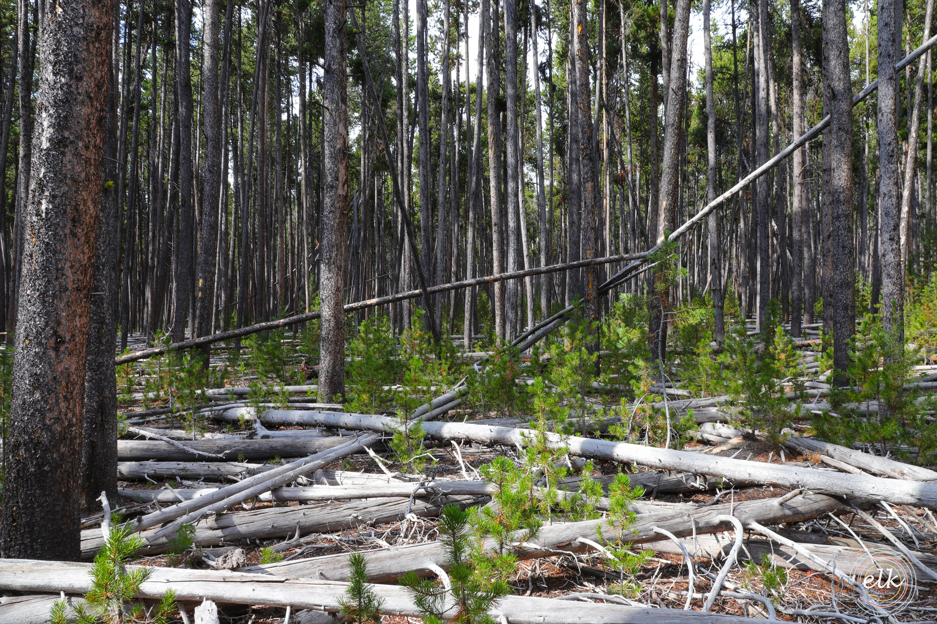 Crowded woodland. Yellowstone NP, WY.
