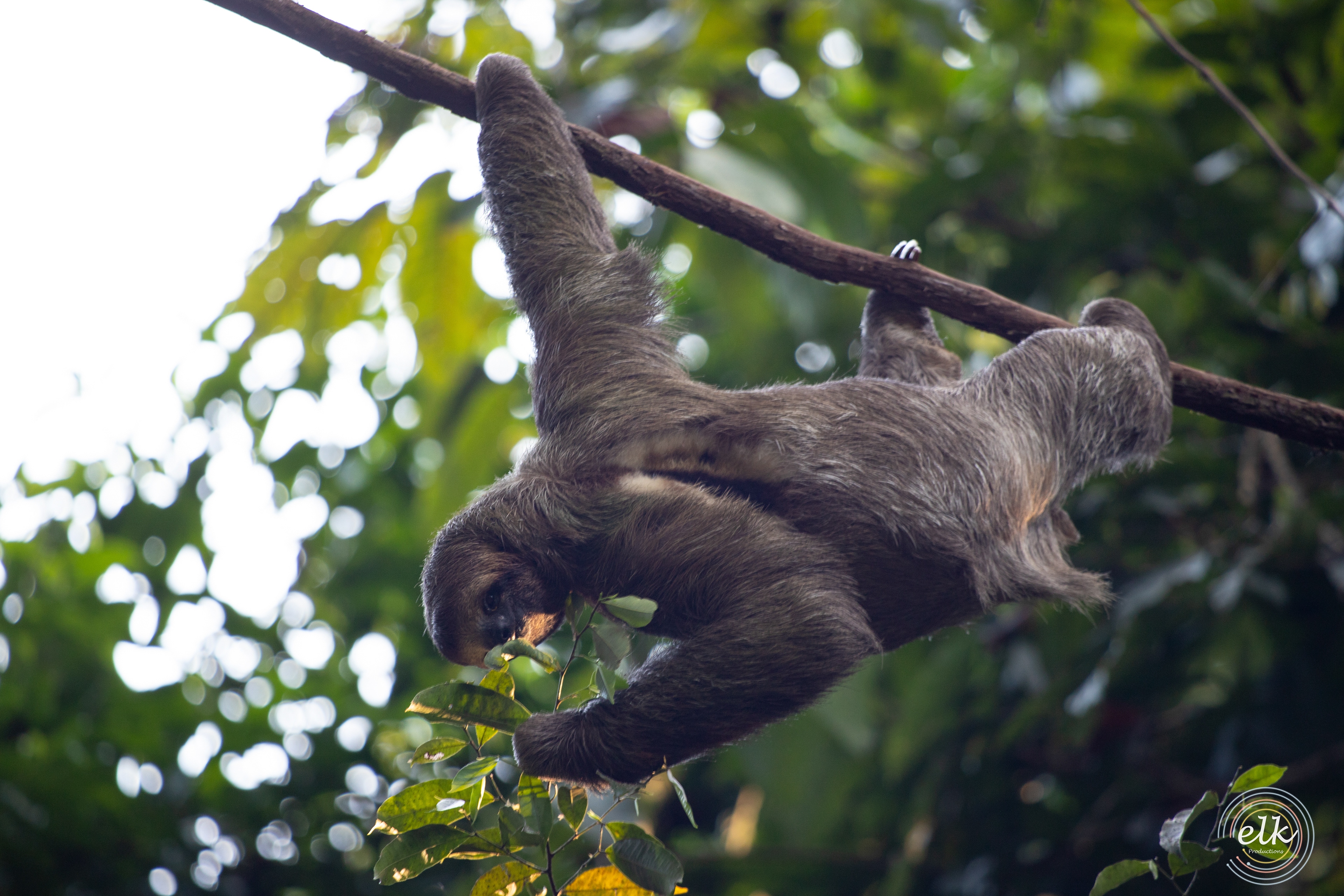 Hungry sloth. Costa Rica.