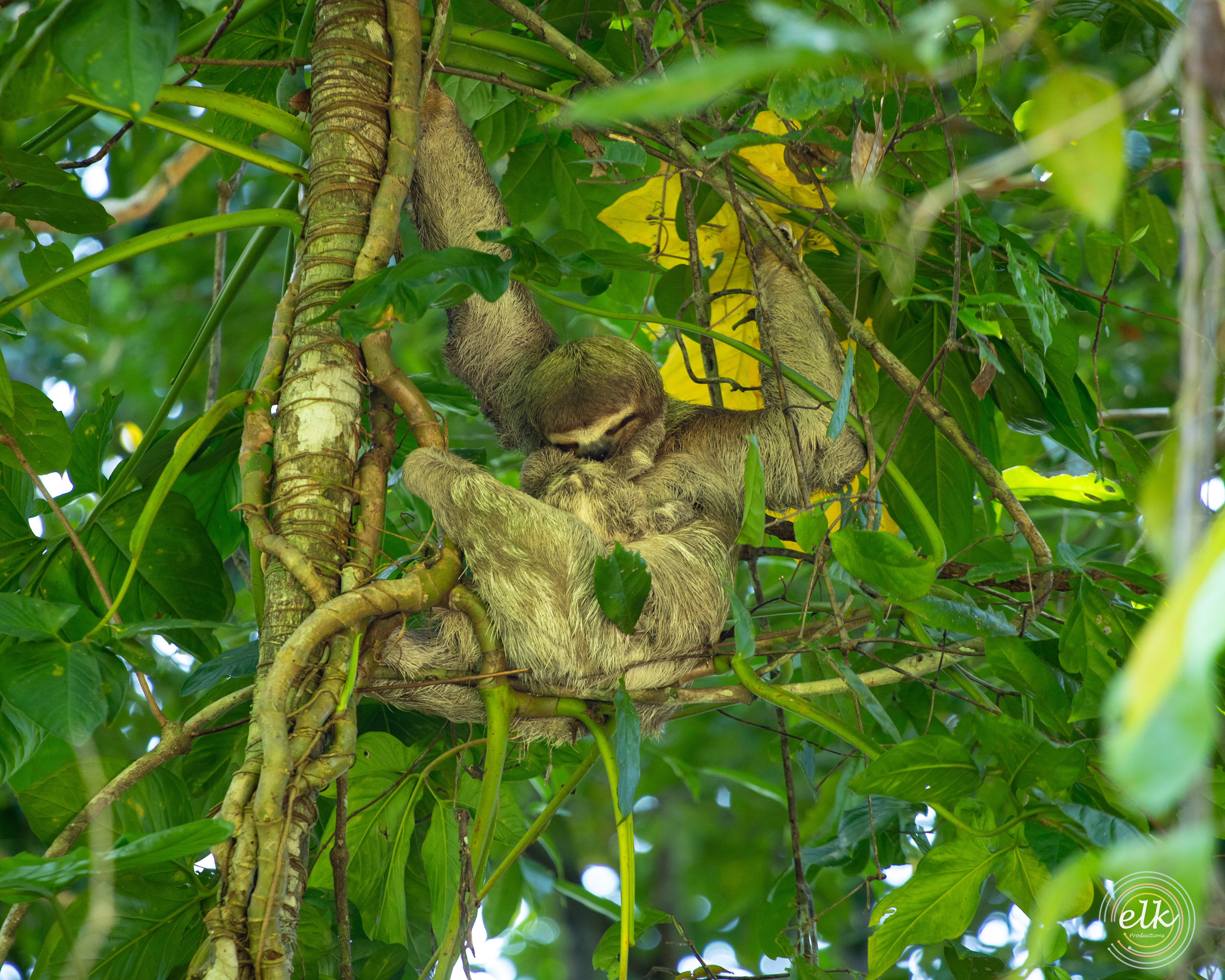 Sloth and baby. Costa Rice.