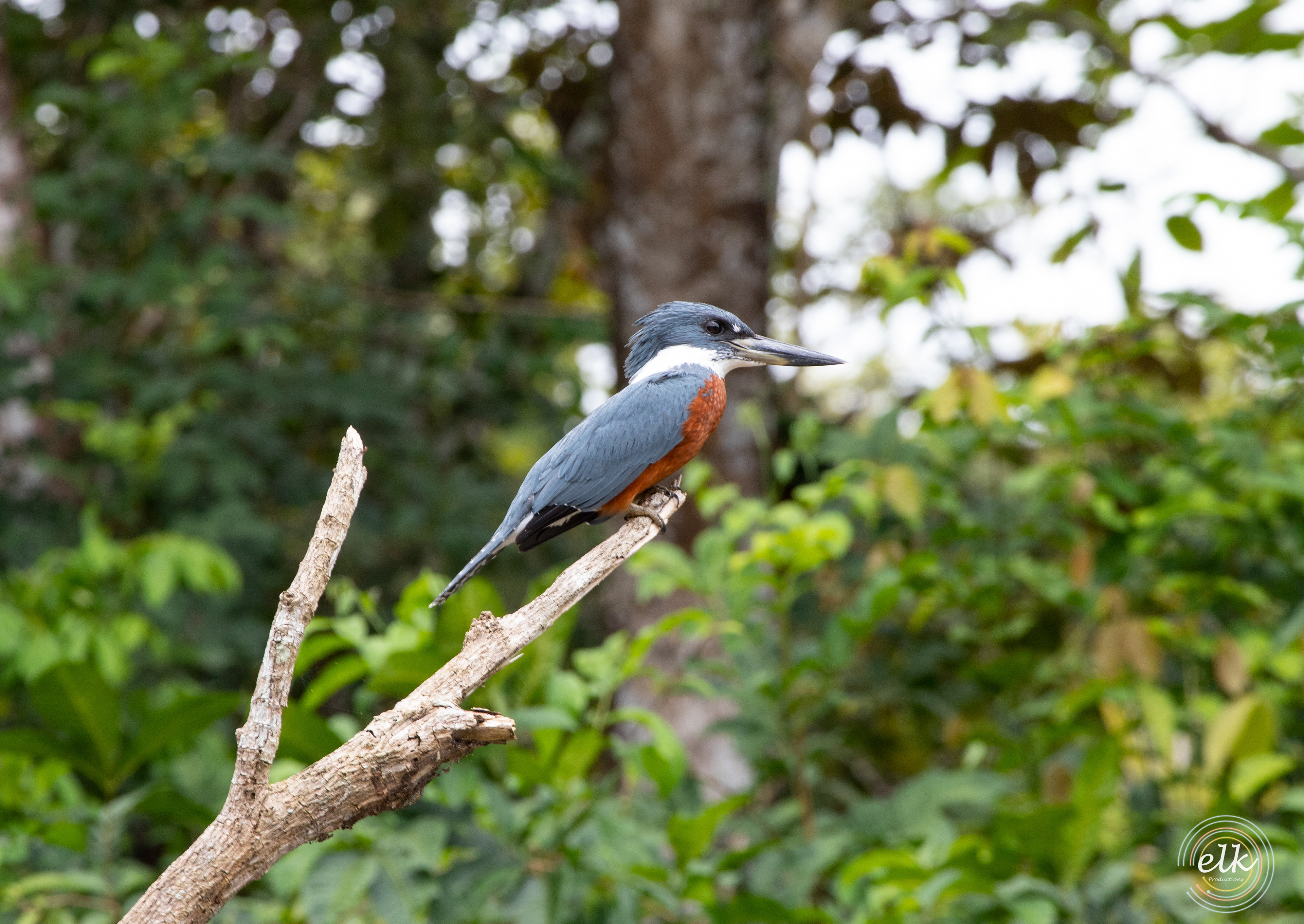 Ringed Kingfisher. Costa Rica.