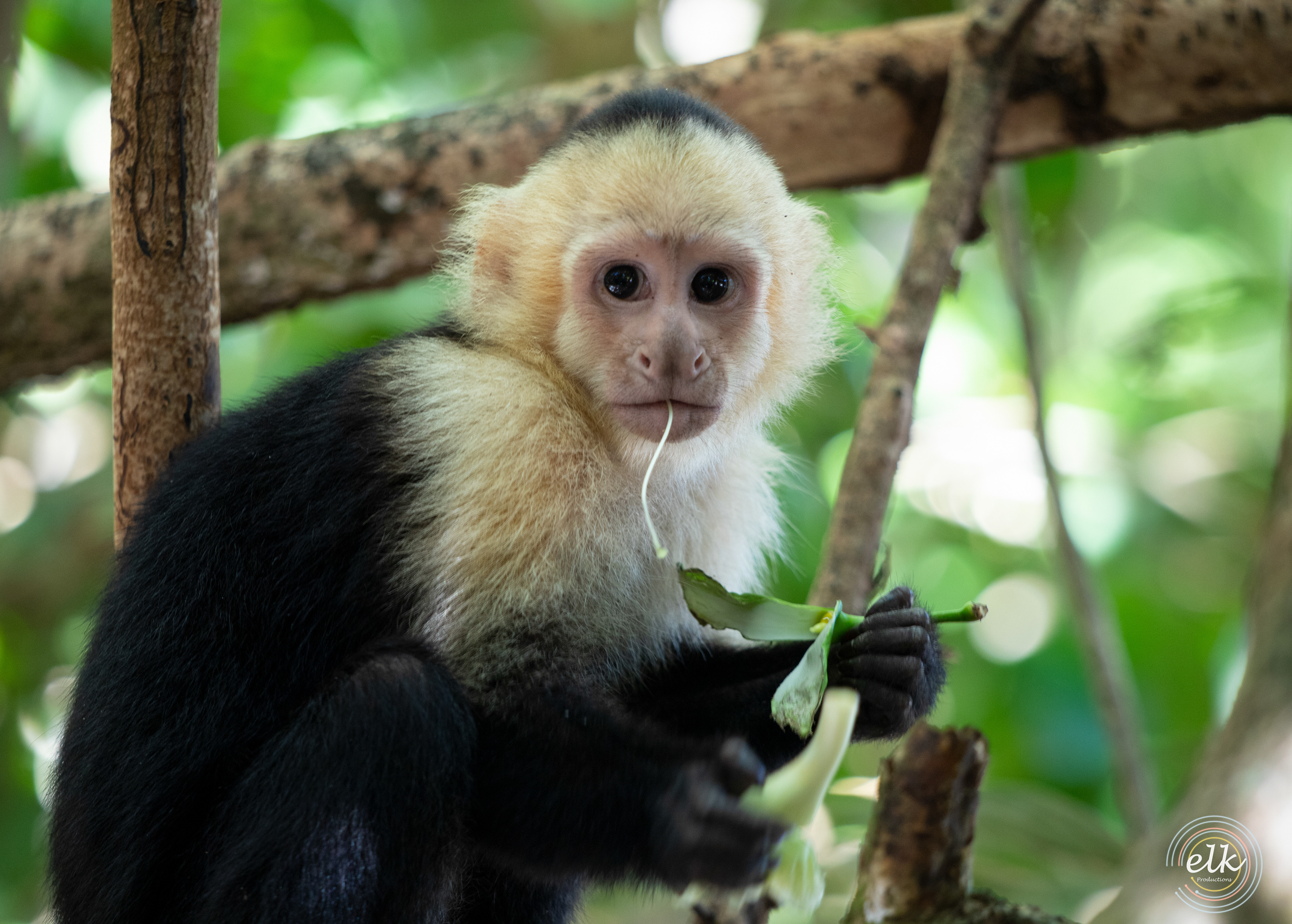 Capuchin monkey 2. Costa Rica.