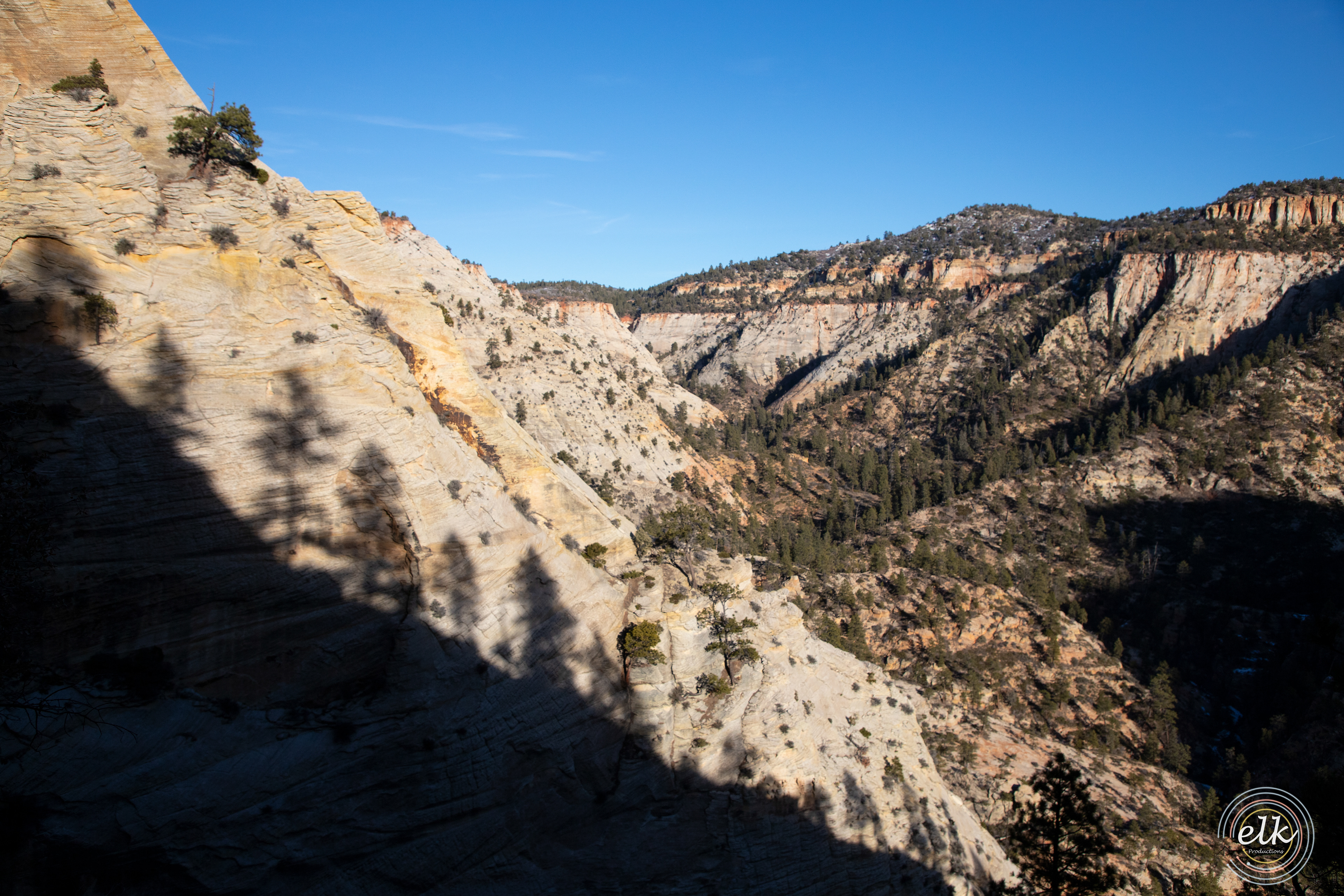 Tree shadows. Zion NP, UT.