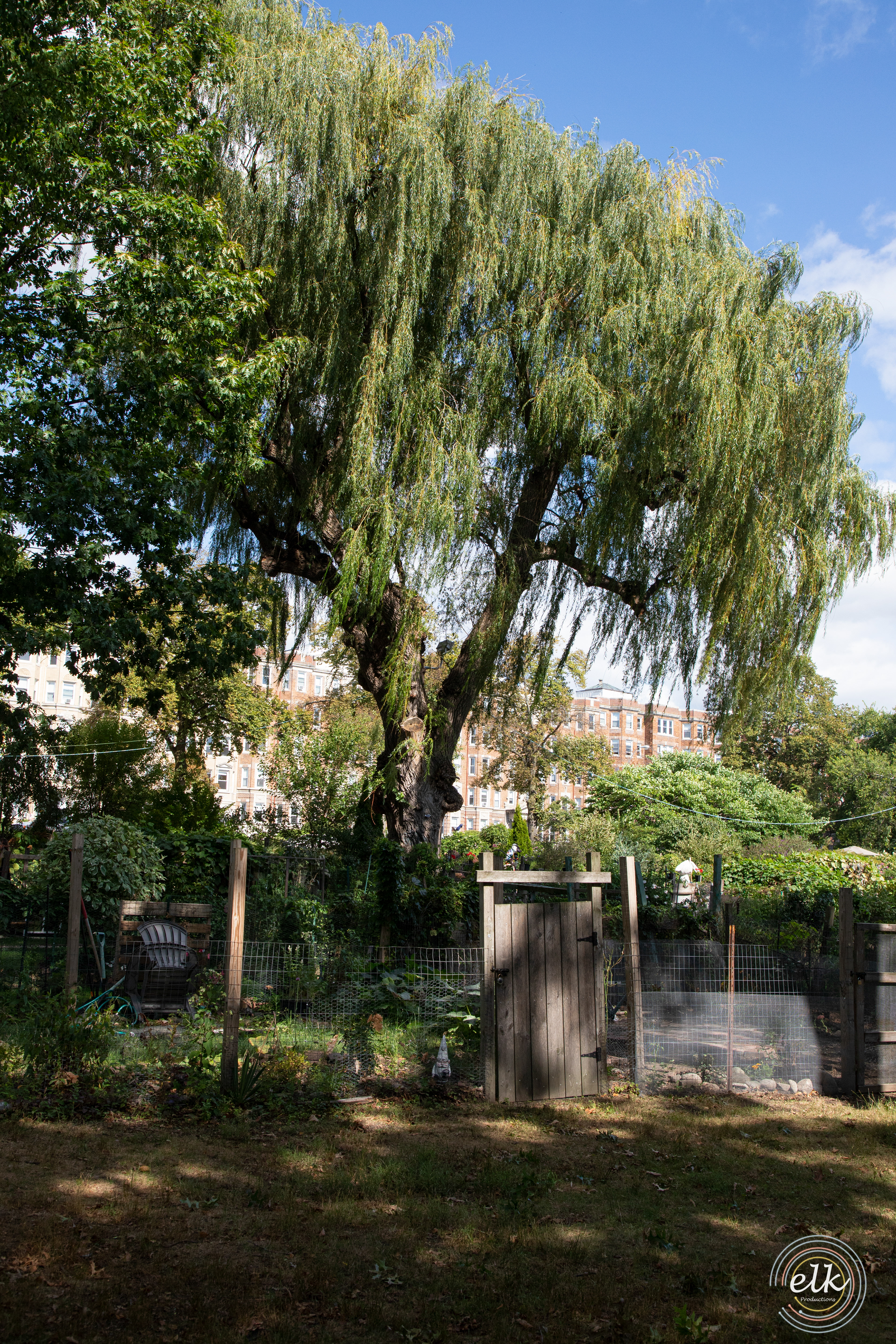 Garden in the city. Boston, MA.