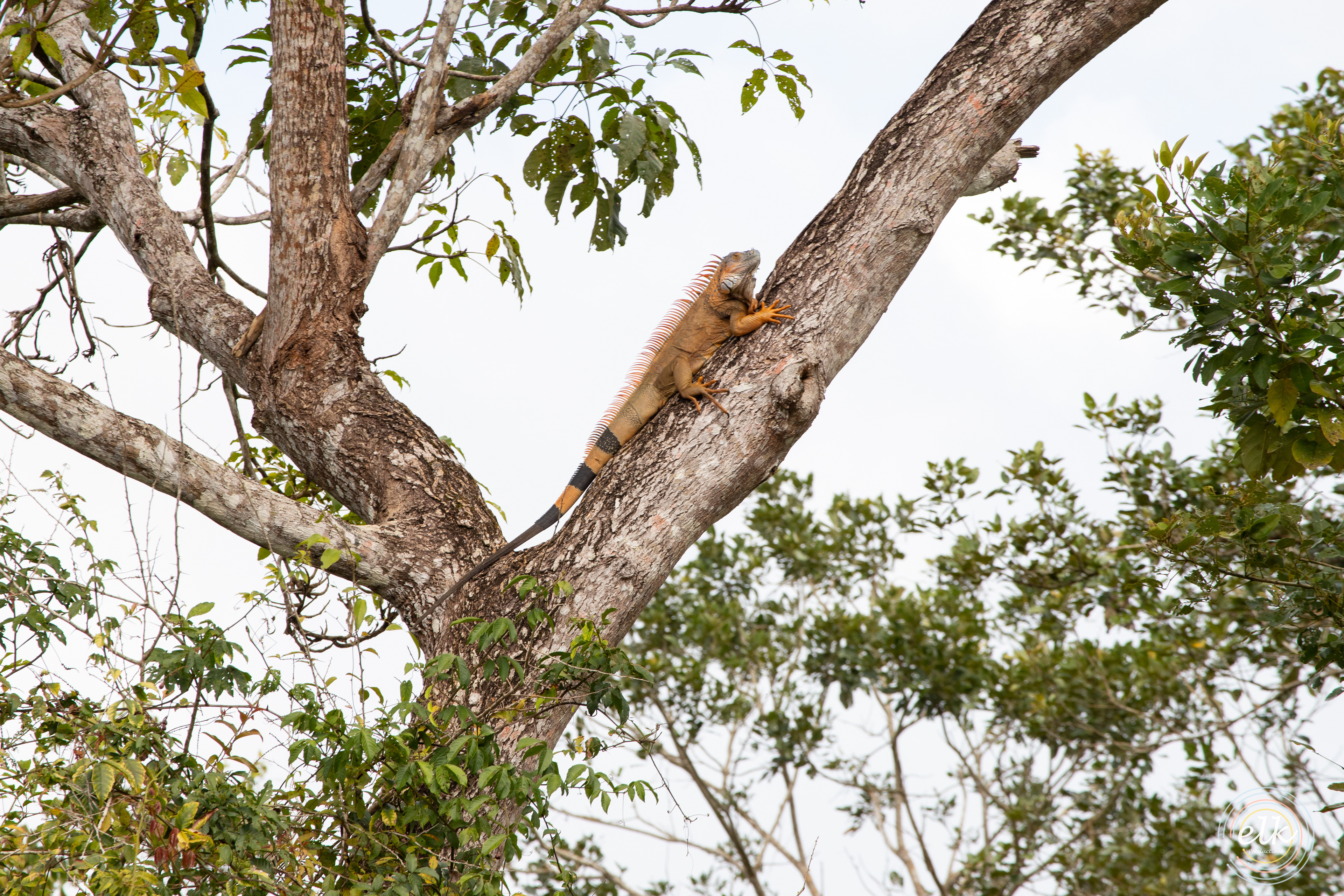 Iguana 2. Costa Rica.