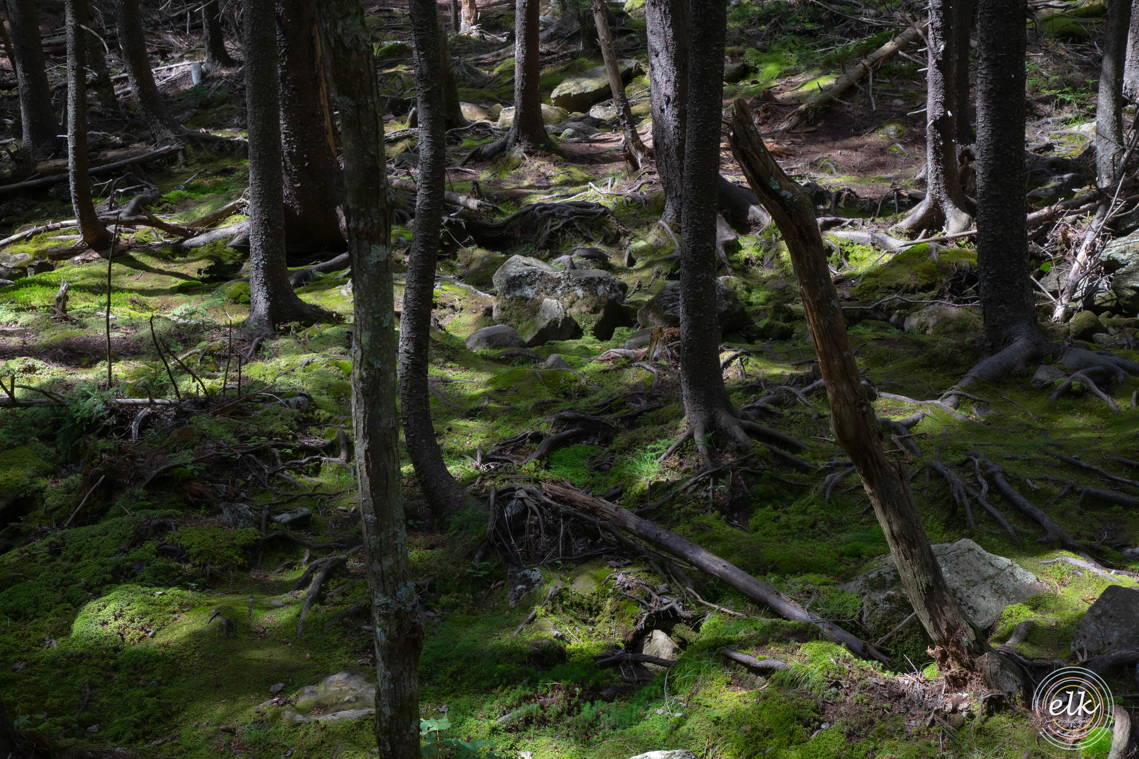 Shadowed moss. White Mountains, NH.