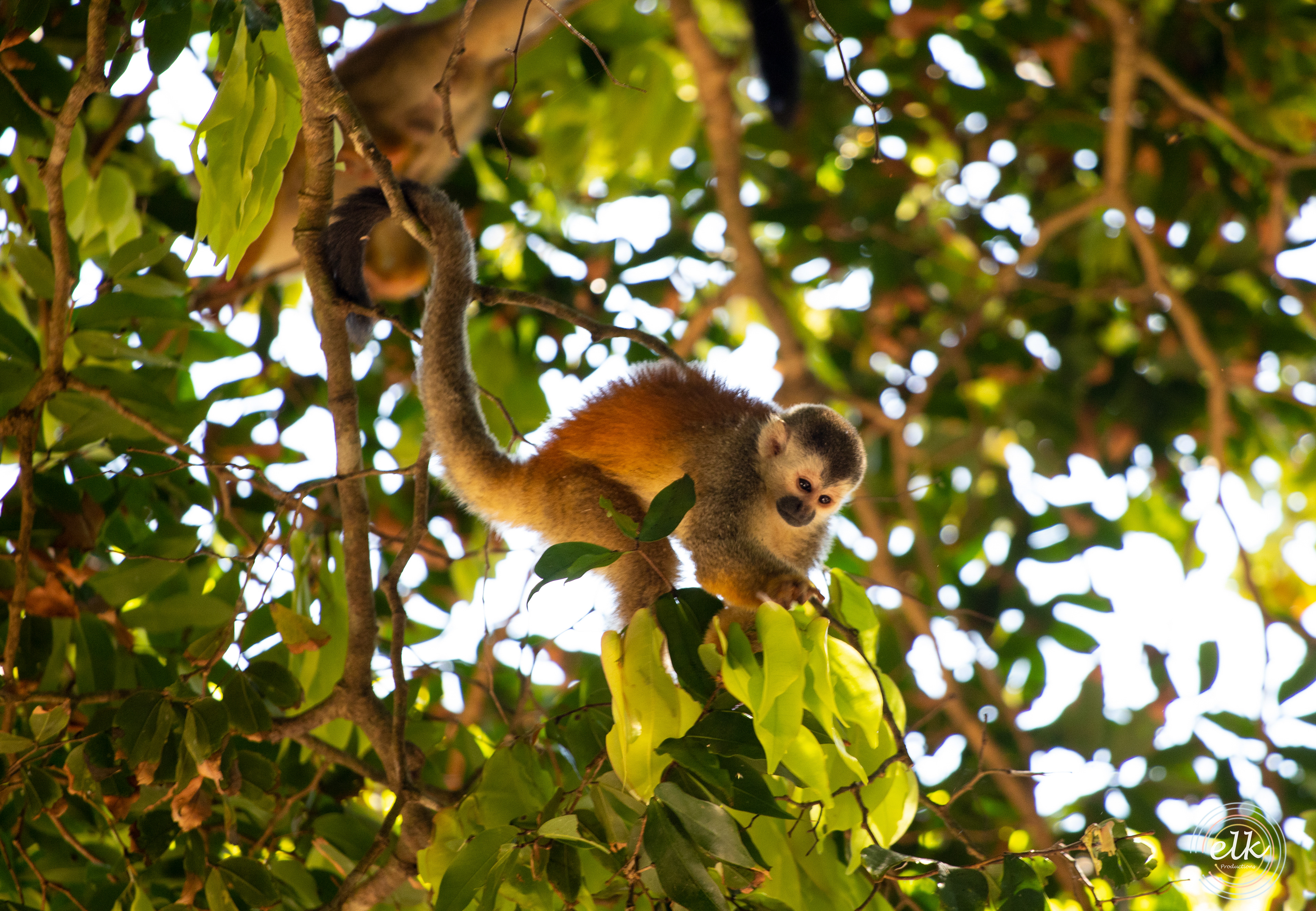 Capuchin monkey 1. Costa Rica.