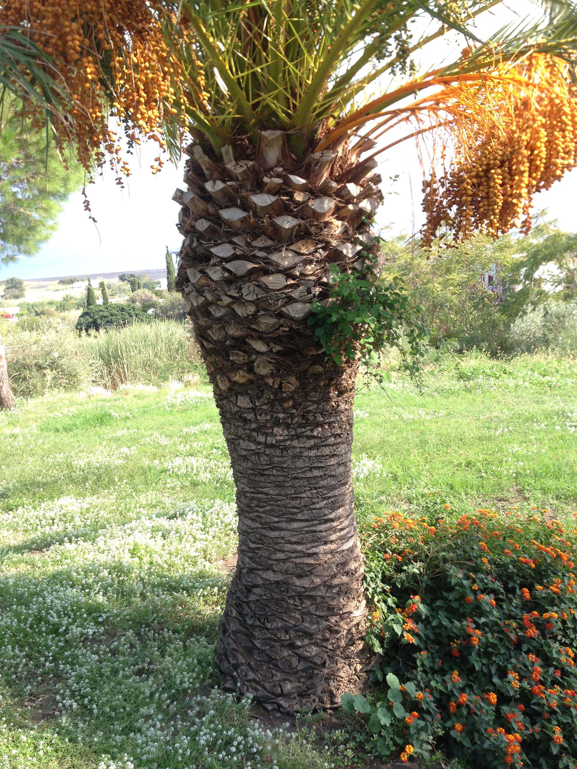 phoenix dactylifera