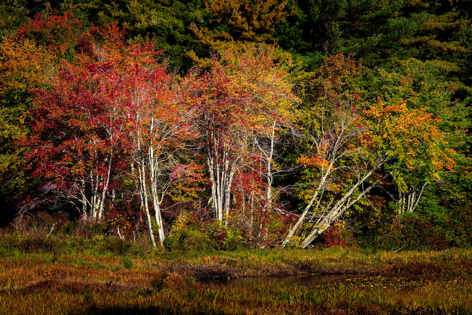 Distant Stand of Trees, Auburn, NH