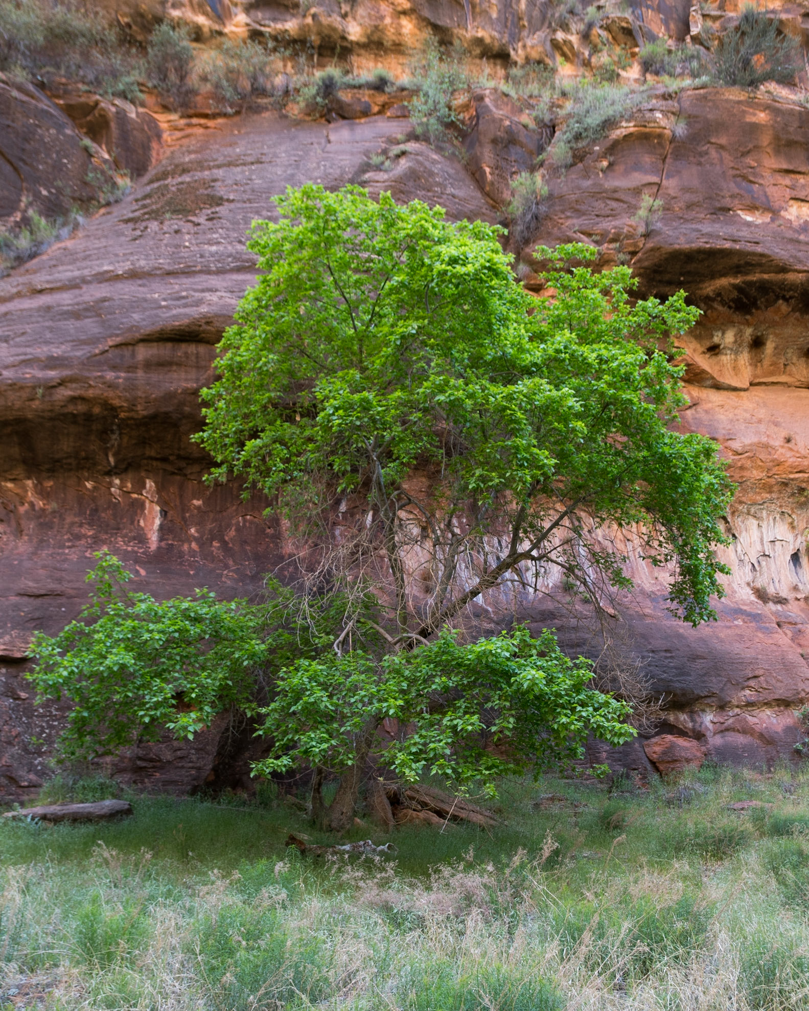 Tree and the Red Canyon Wall