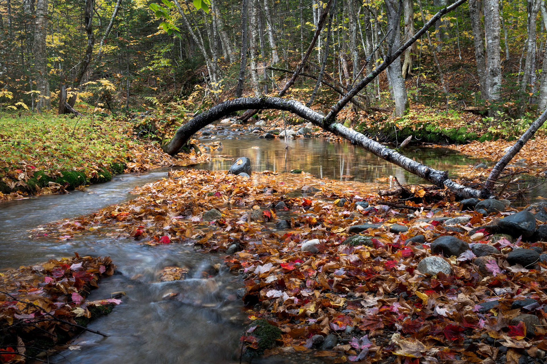 Tree over a Brook, NH