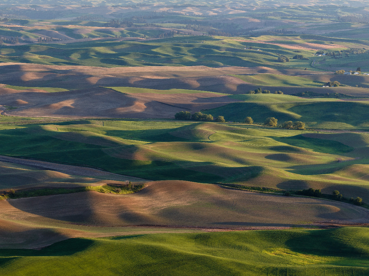 The Palouse is famous for its rolling hills which become a patchwork of emeralds, ambers, and yellows in the Spring.