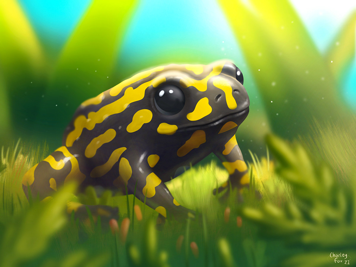 Corroboree Frog