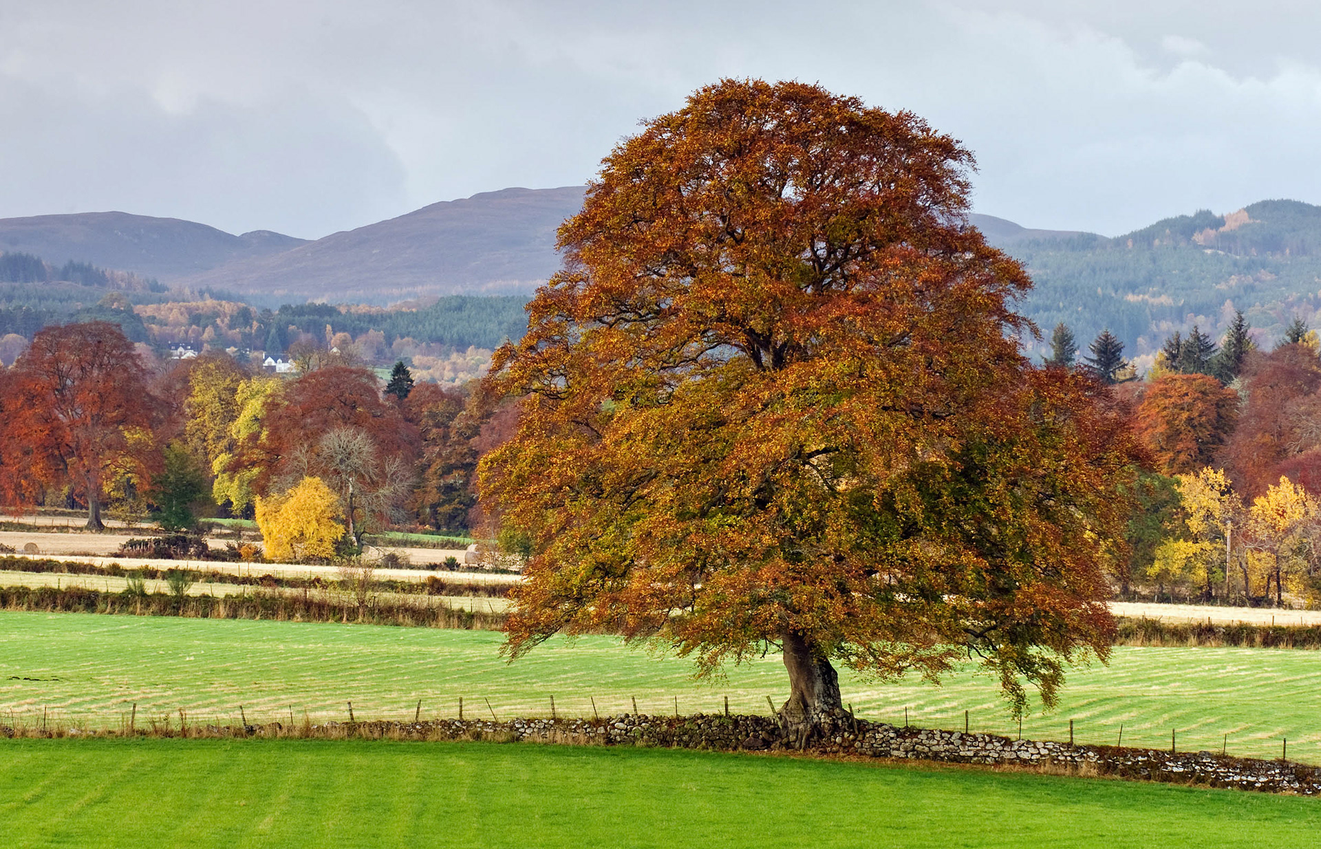 Belladrum autumn colour