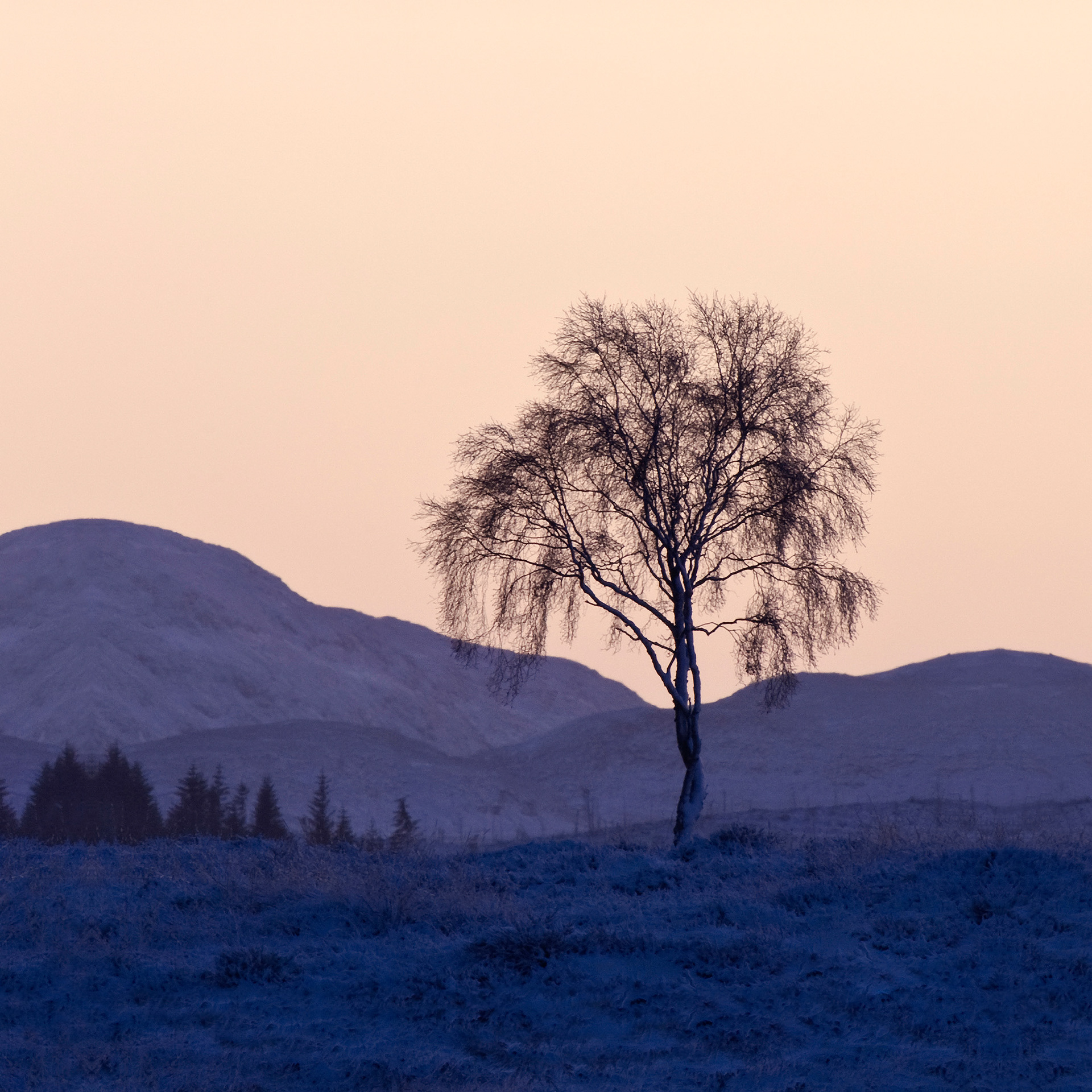 Christmas (Day) Tree