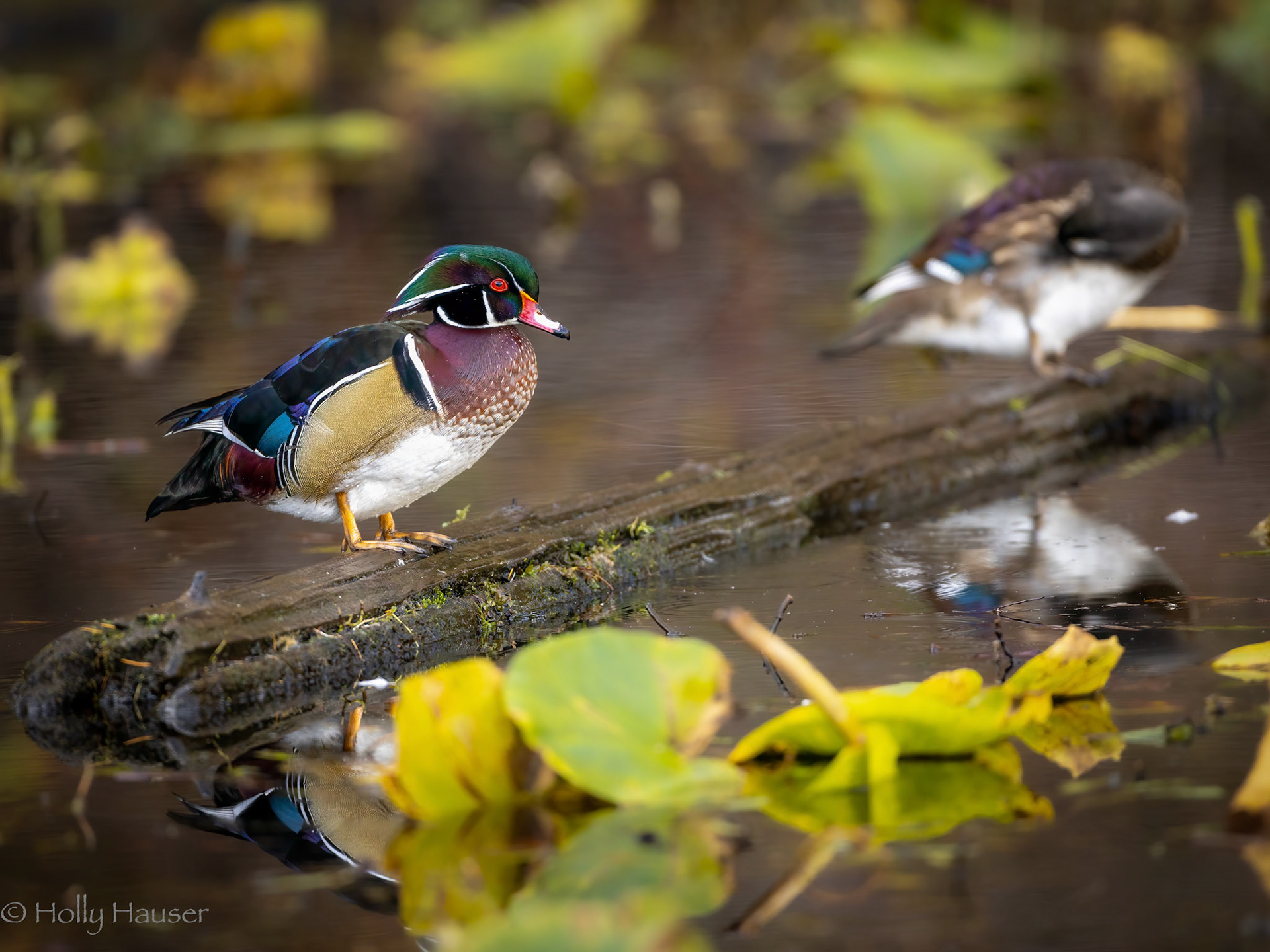 Wood Ducks