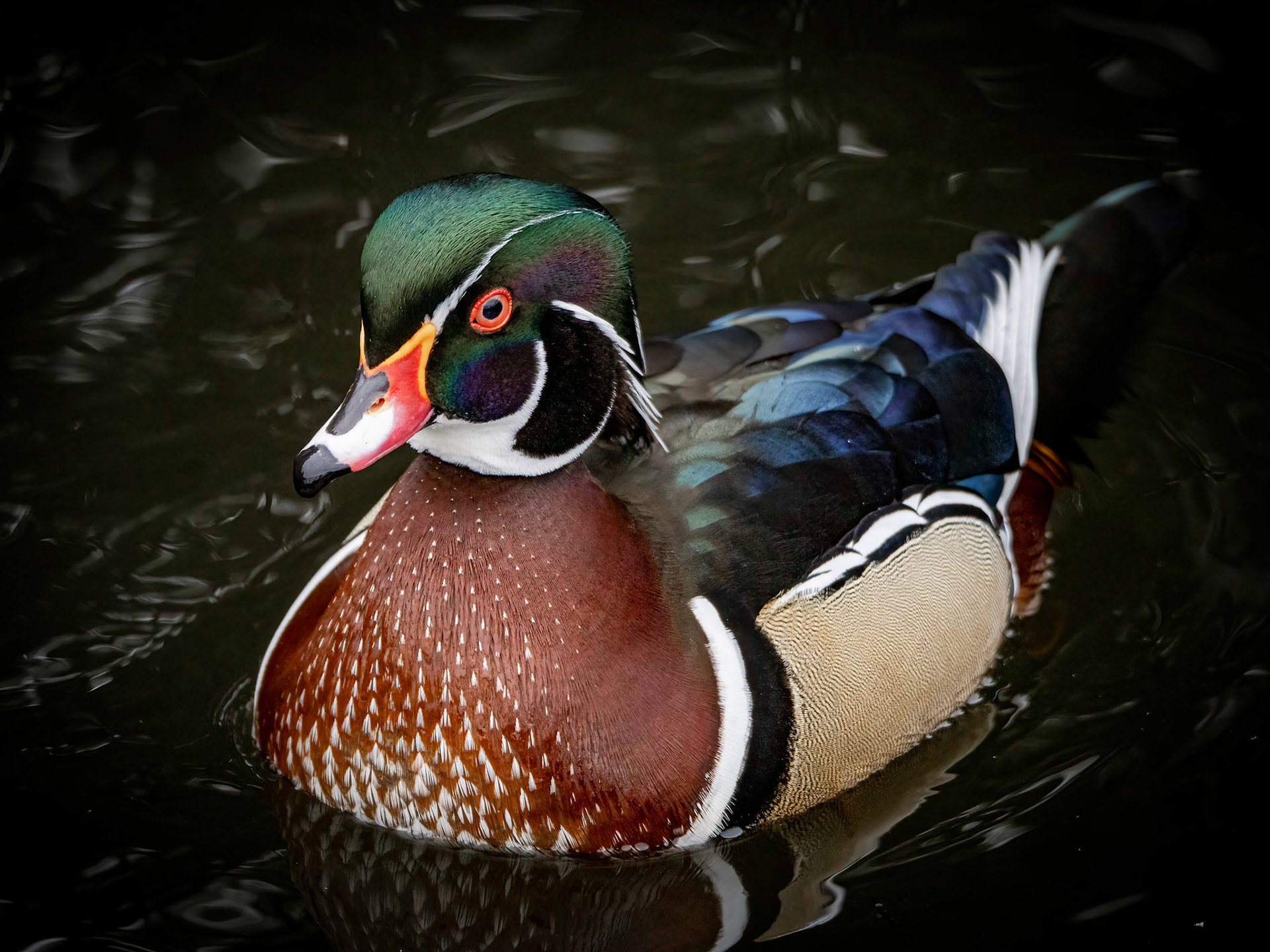 Wood Duck