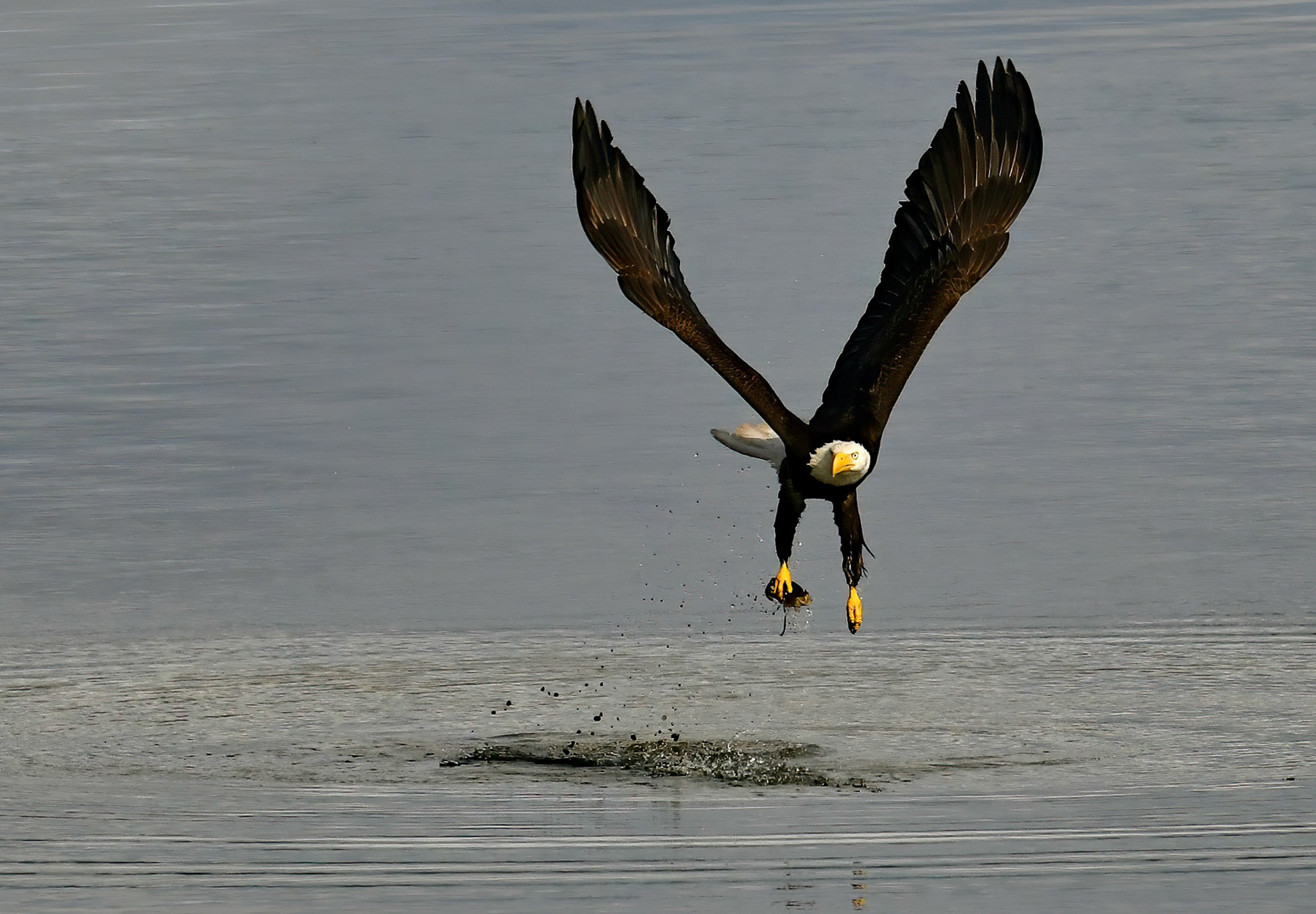 Mature Eagle, Puget Sound