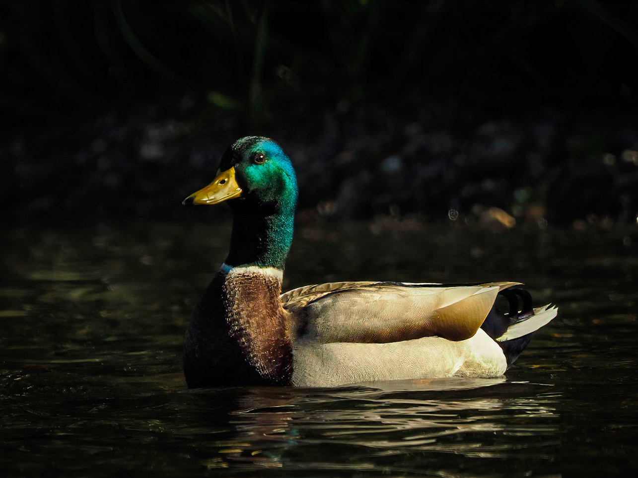 Mallard