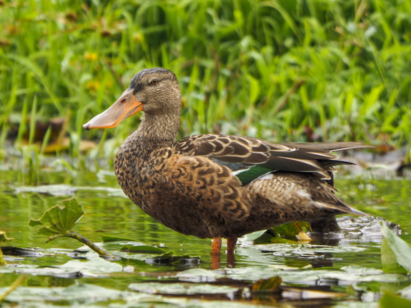 Northern Shoveler