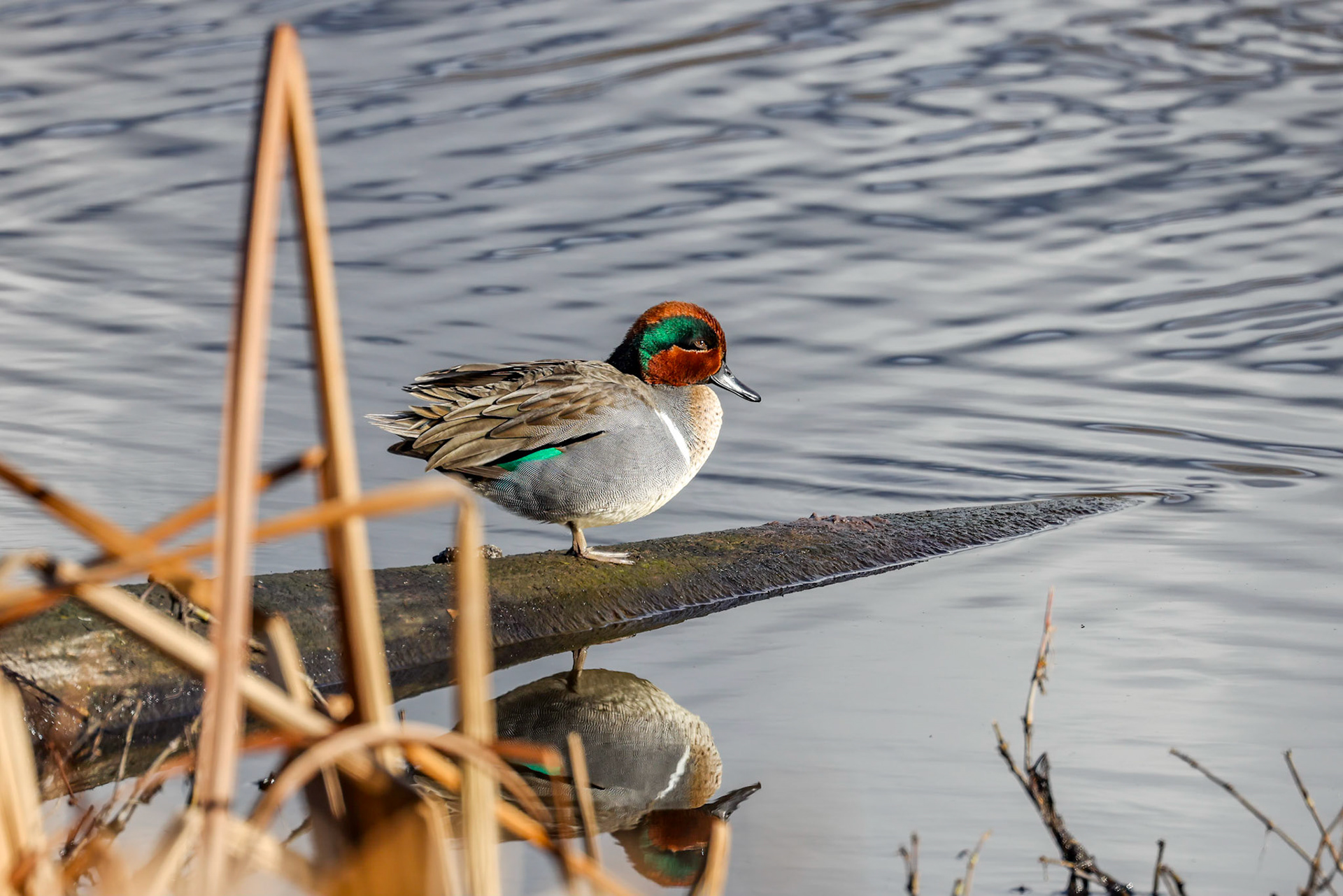 Green-winged Teal