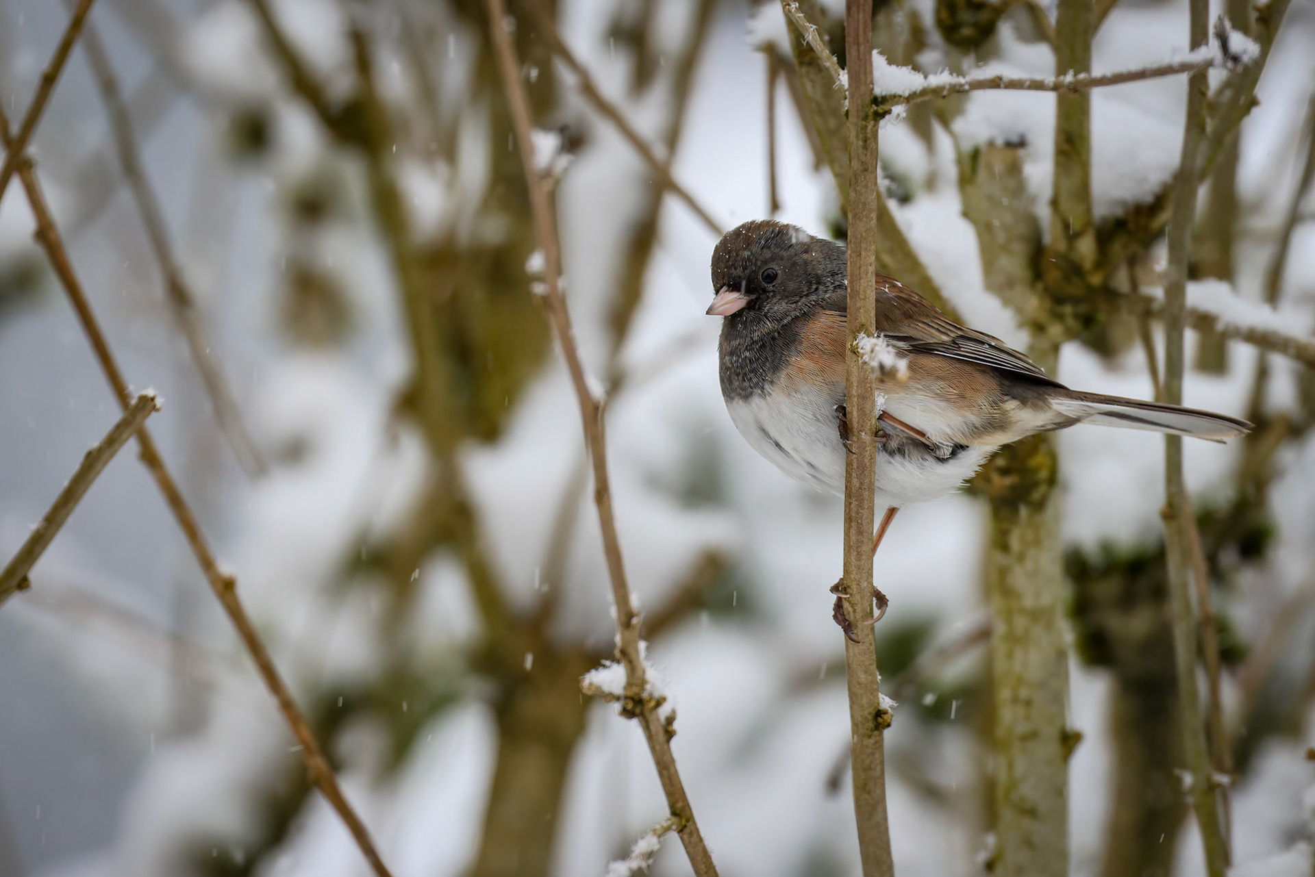 Dark-eyed Junco
