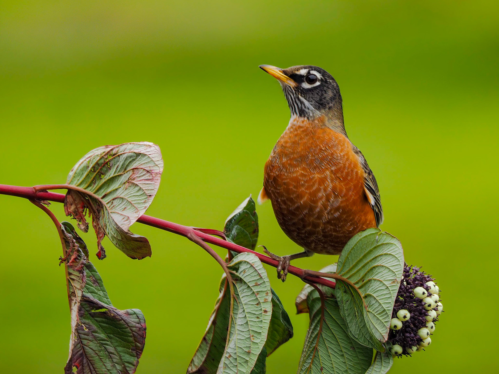American Robin