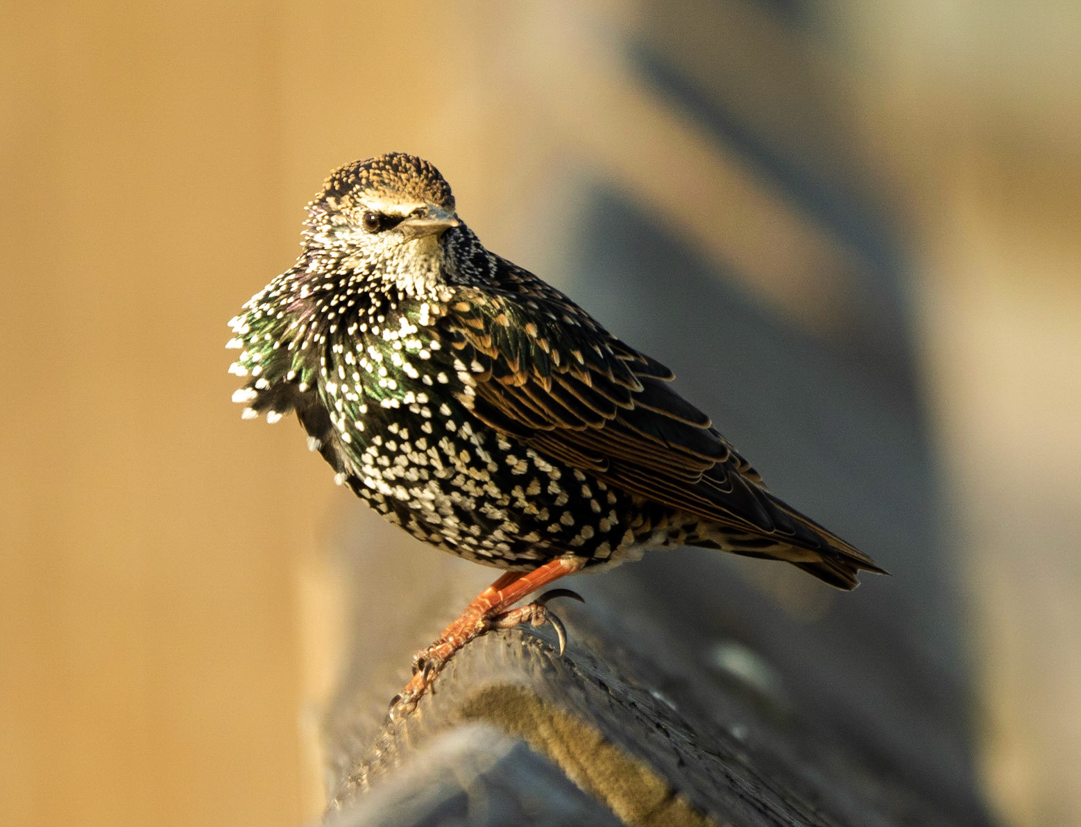 European Starling