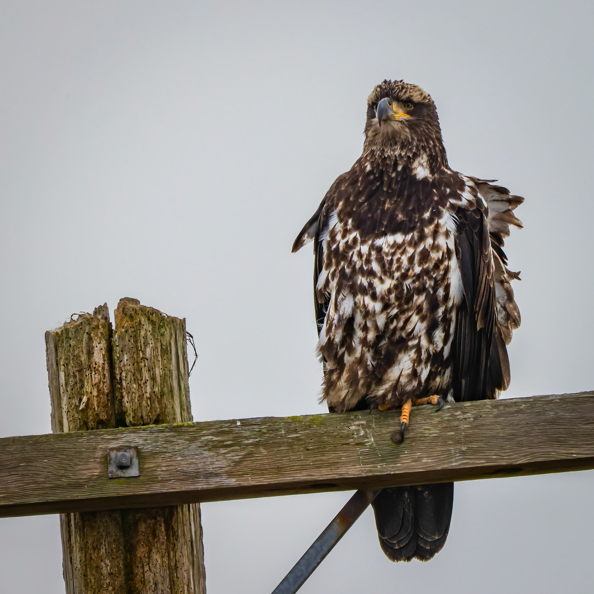 Juvenile Eagle, Samish Flats