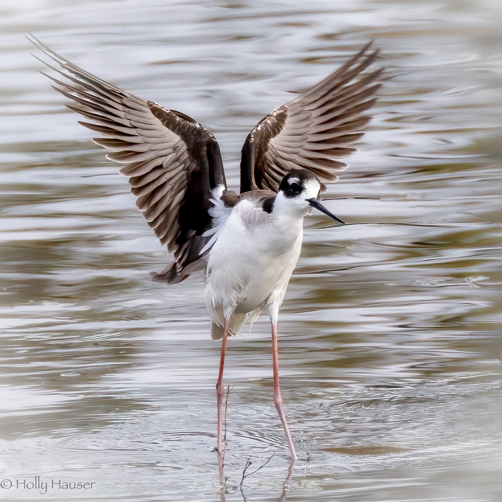 Black-necked Stilt