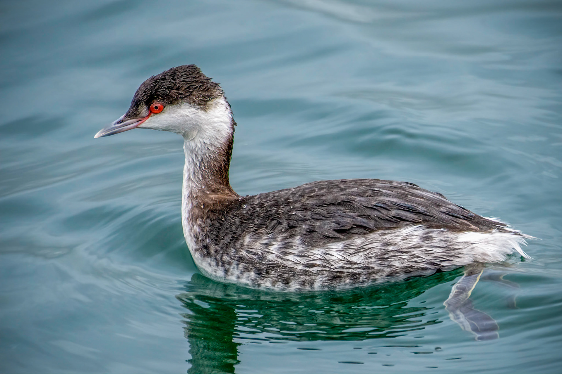 Horned Grebe