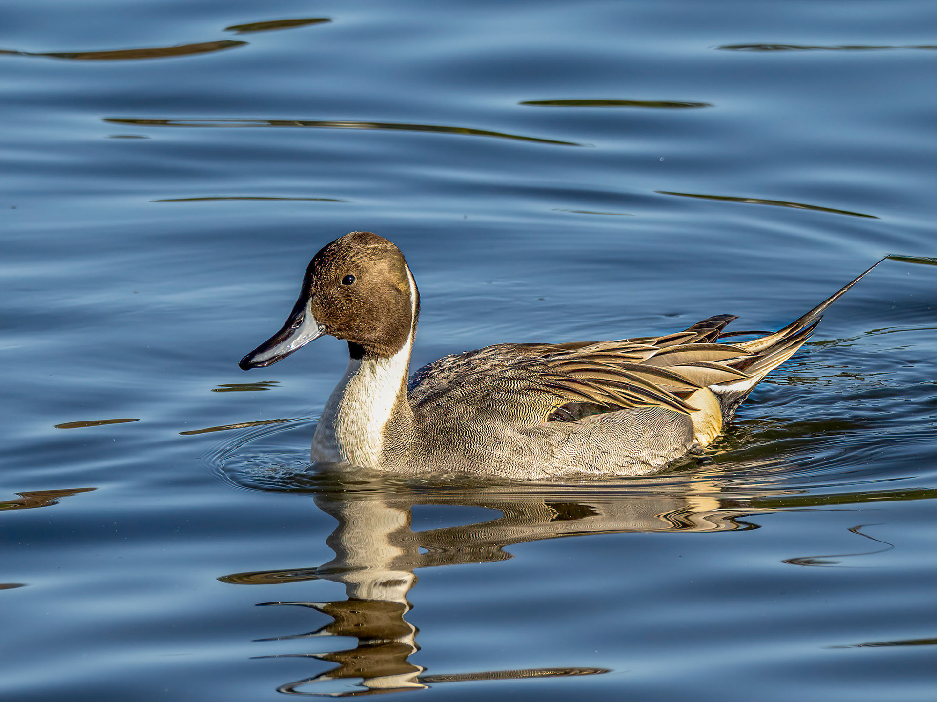 Northern Pintail