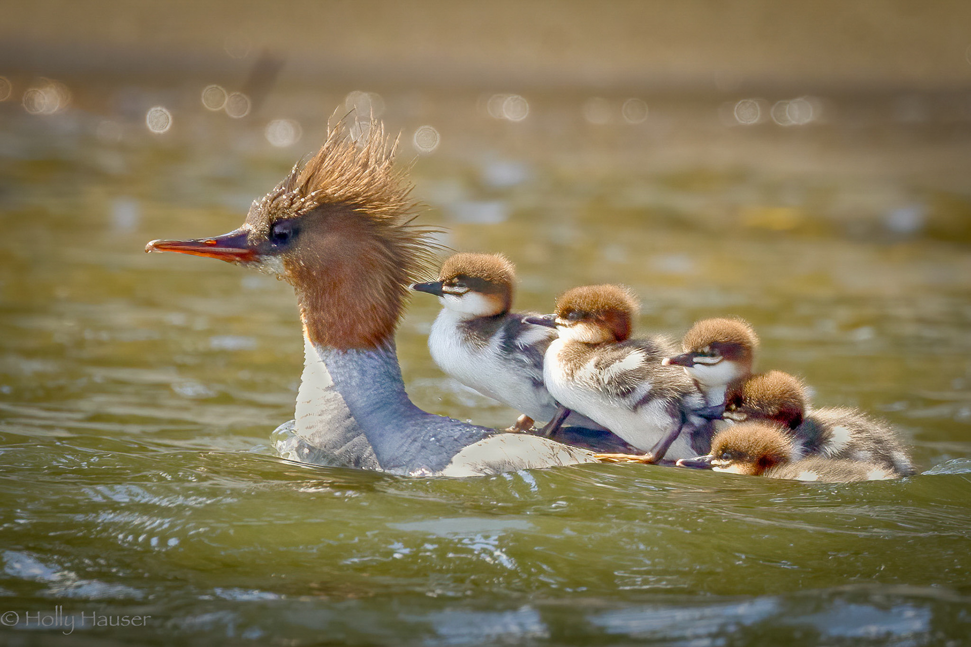 Common Mergansers