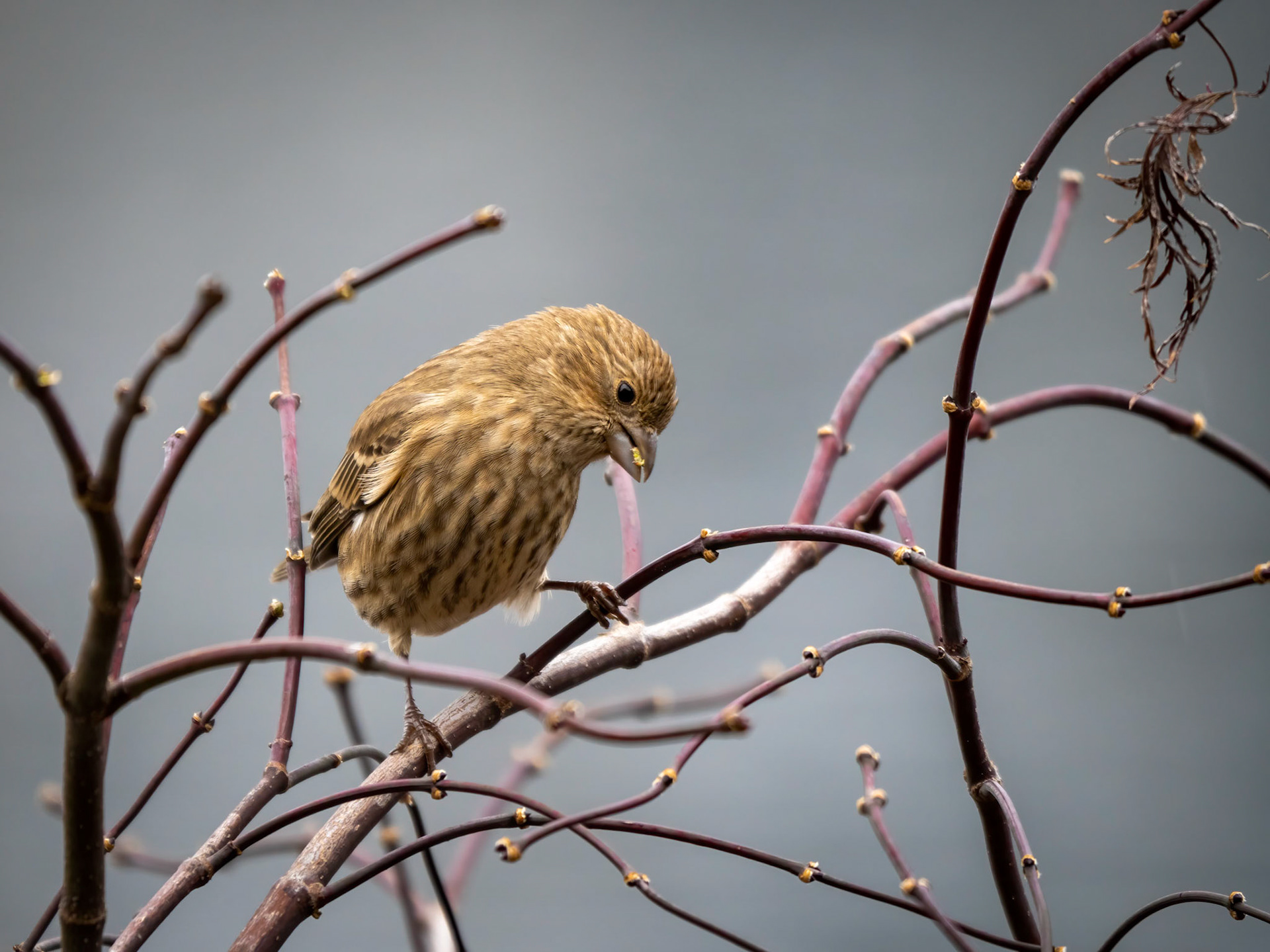 House Finch