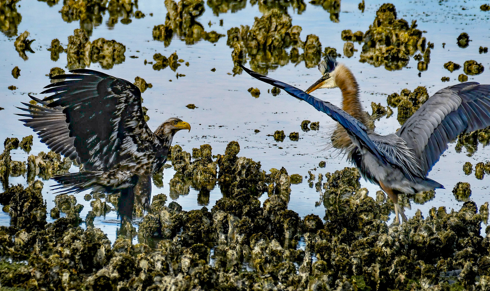Bald Eagle versus Great Blue Heron
