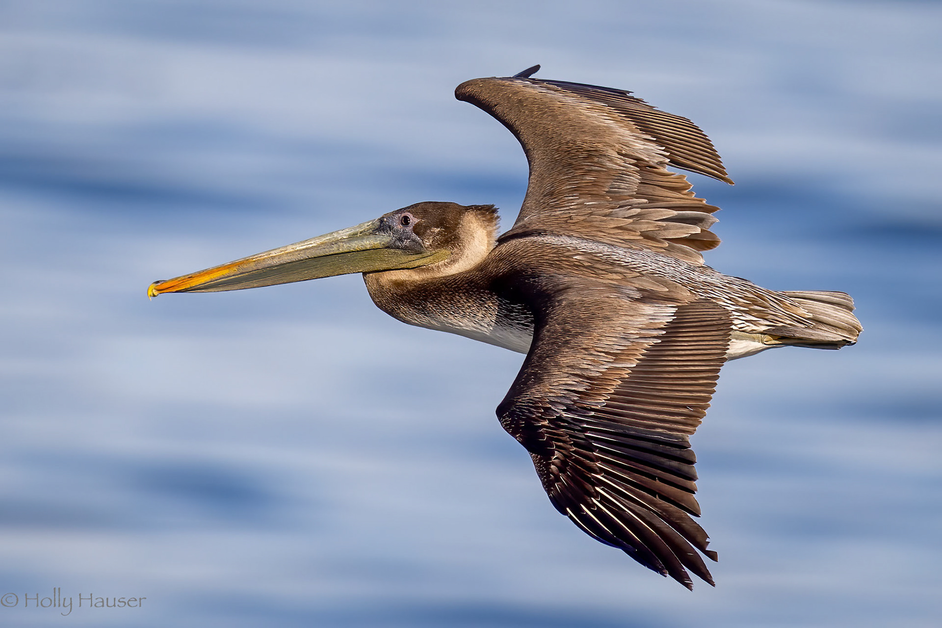 Brown Pelican