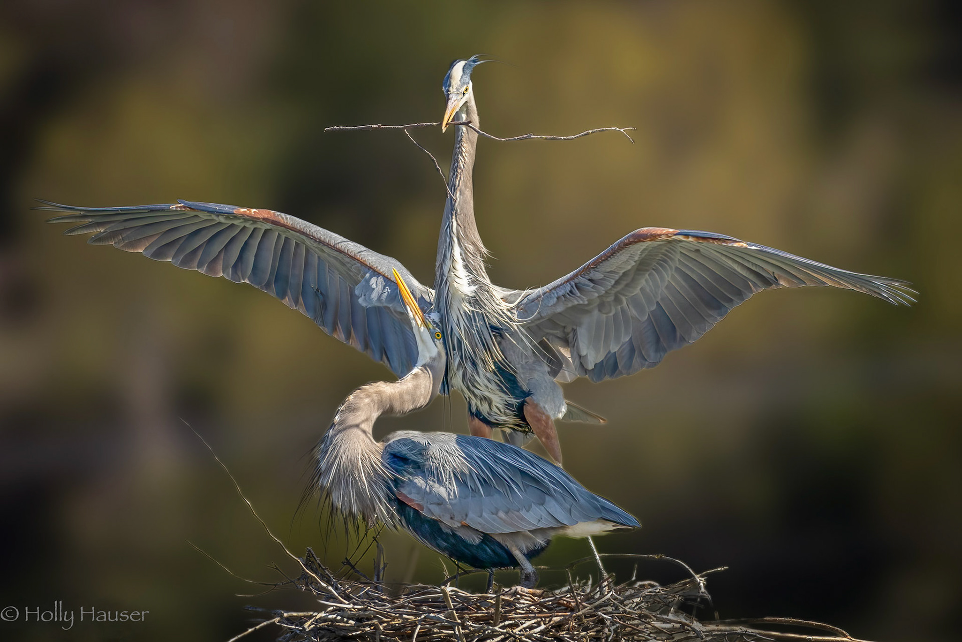 Great Blue Heron