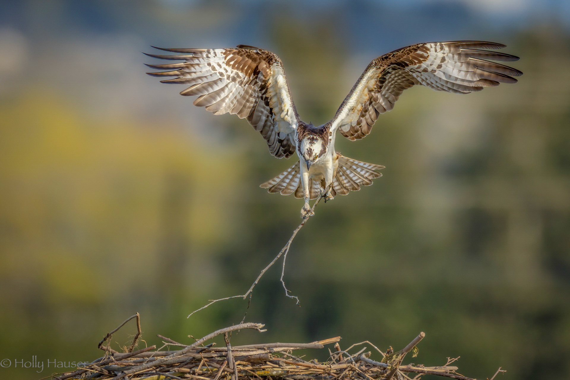 Osprey