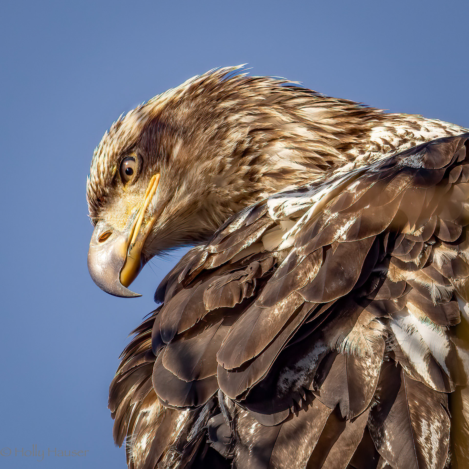 Bald Eagle