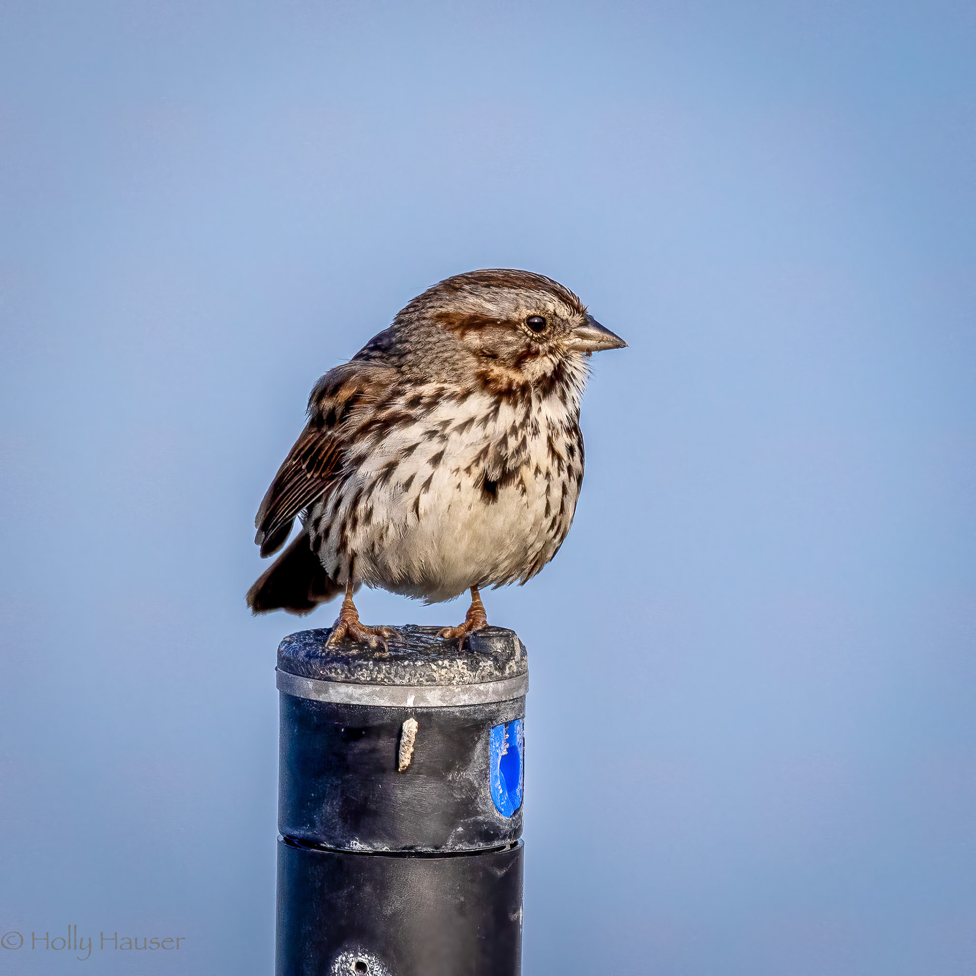 Fox Sparrow