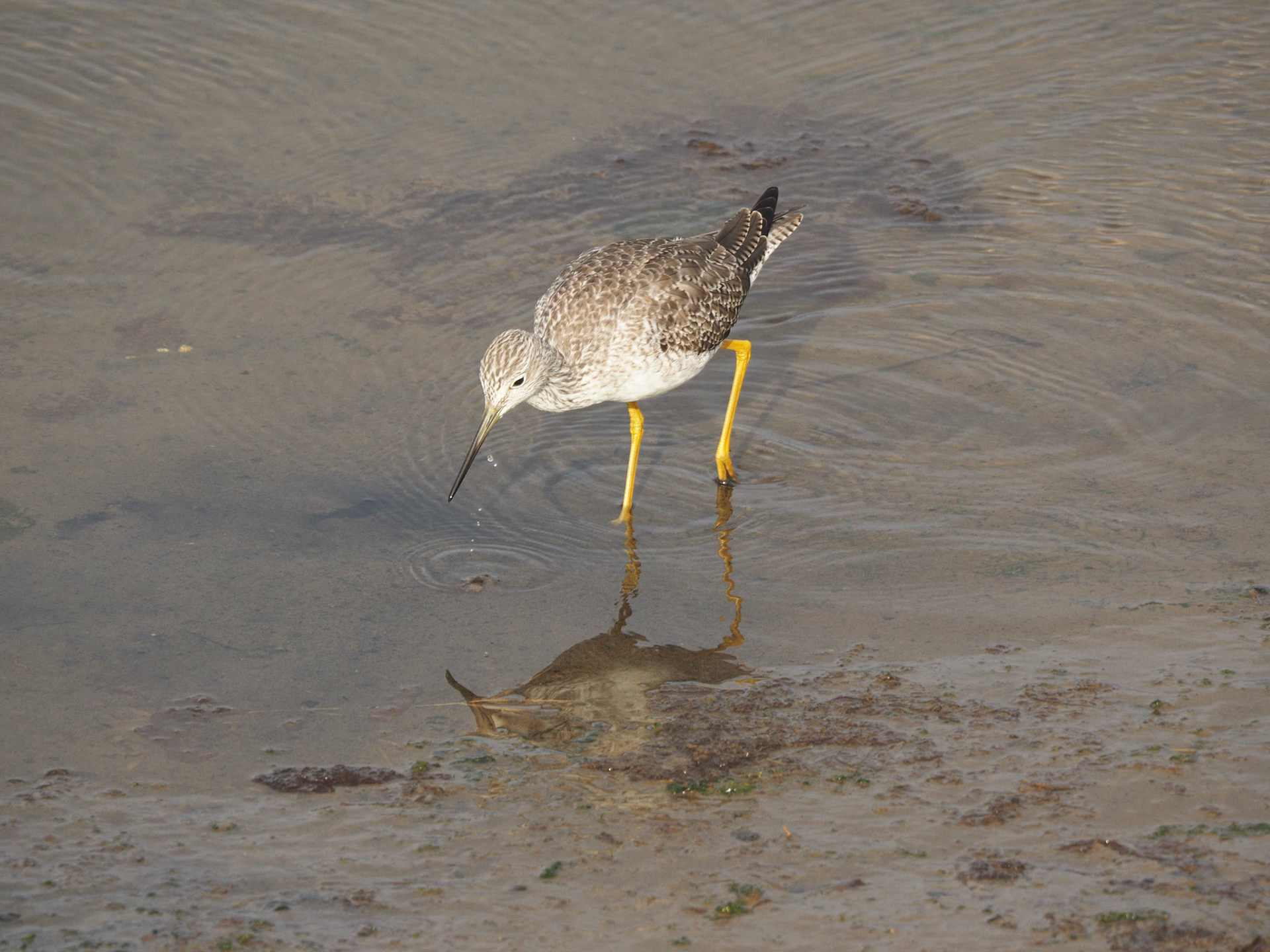 Greater Yellowlegs