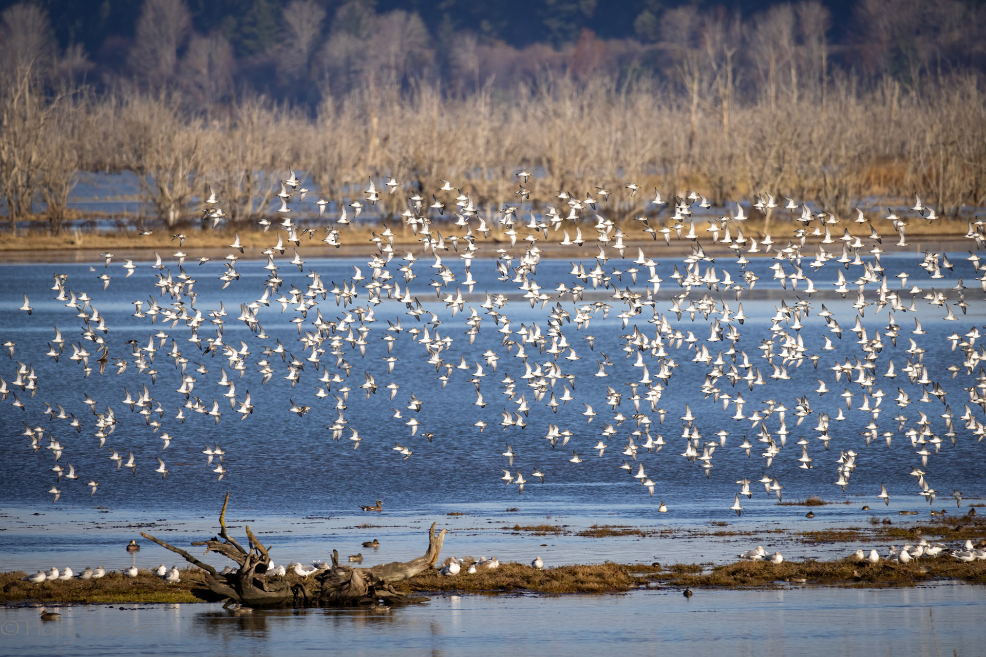 Least Sandpipers