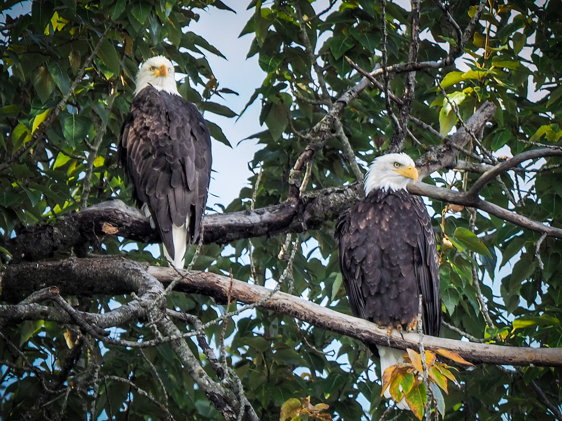 Mating Pair, Bald Eagles