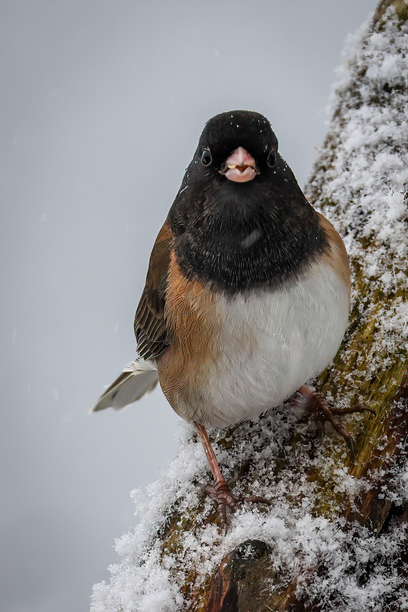 Dark-eyed Junco