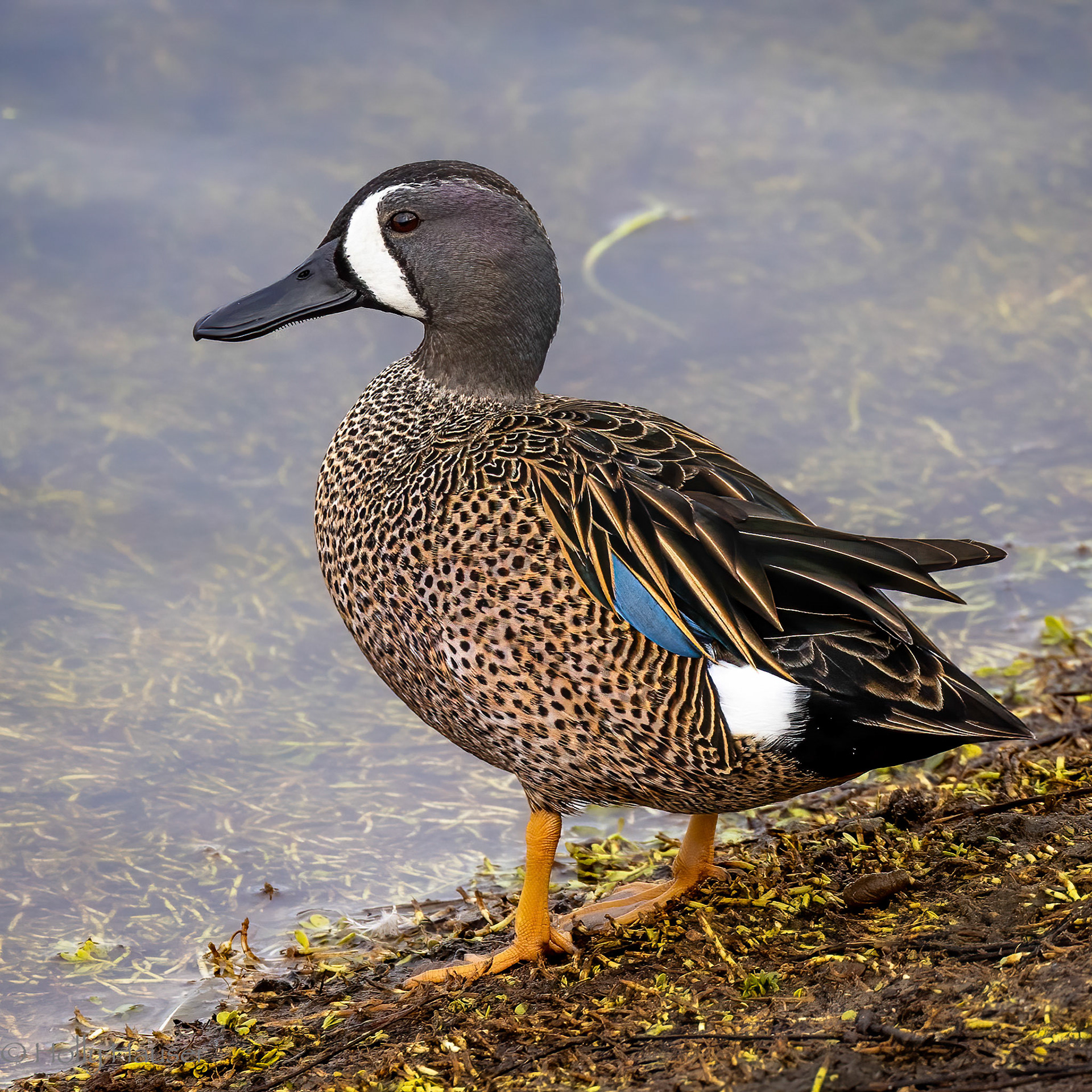 Blue-winged Teal