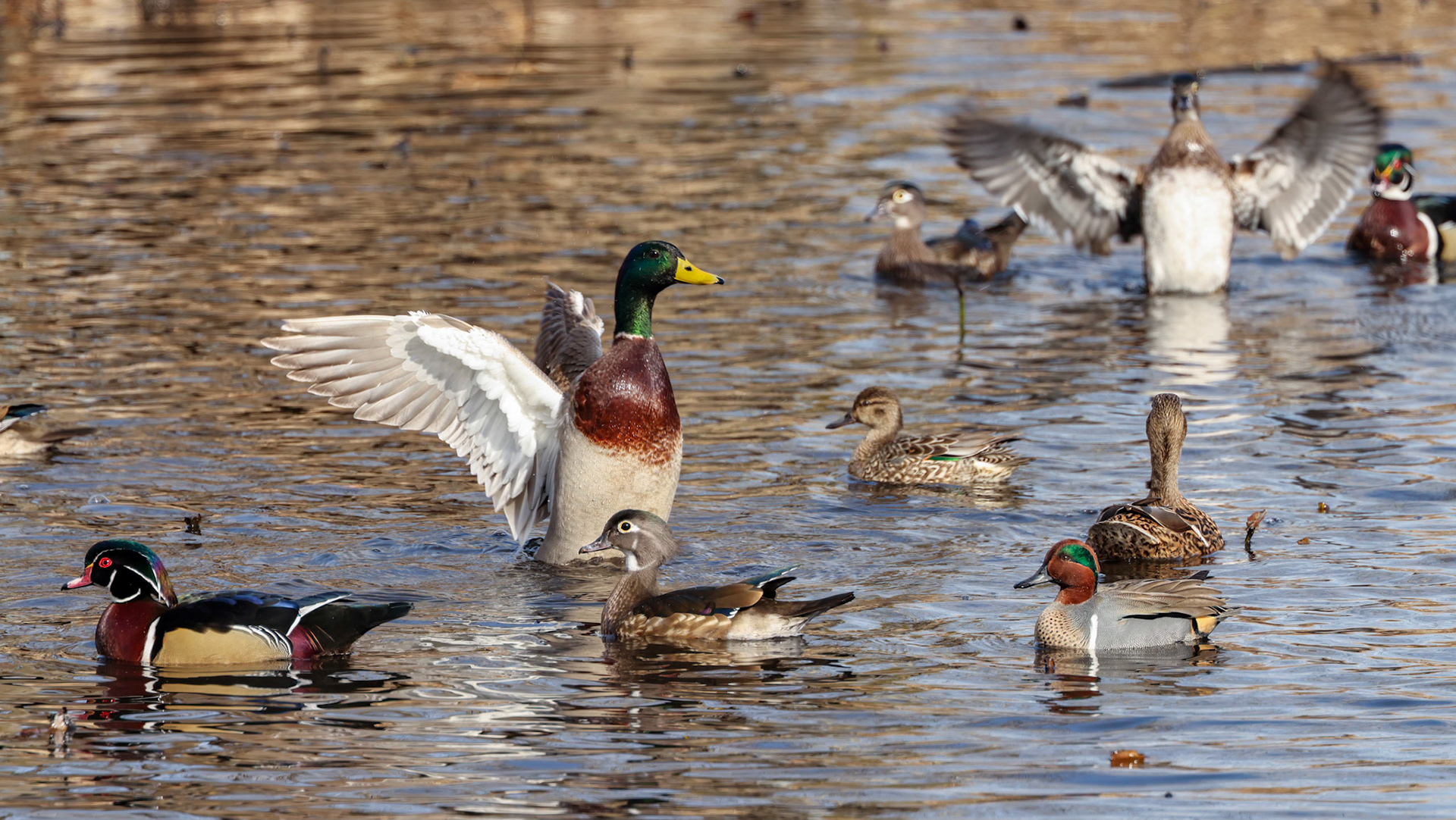 Waterfowl react to approaching Bald Eagle