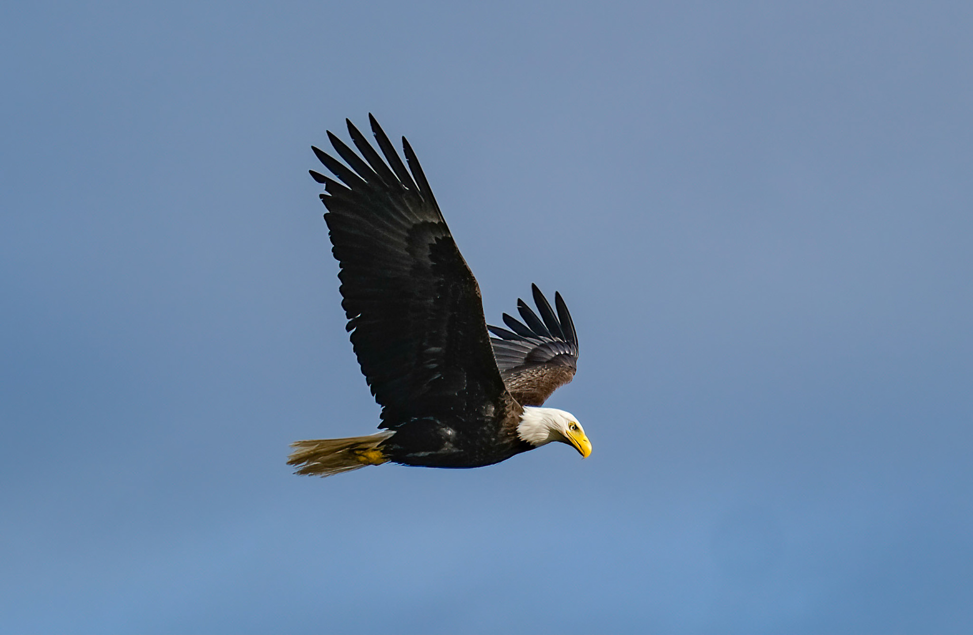 Mature Bald Eagle