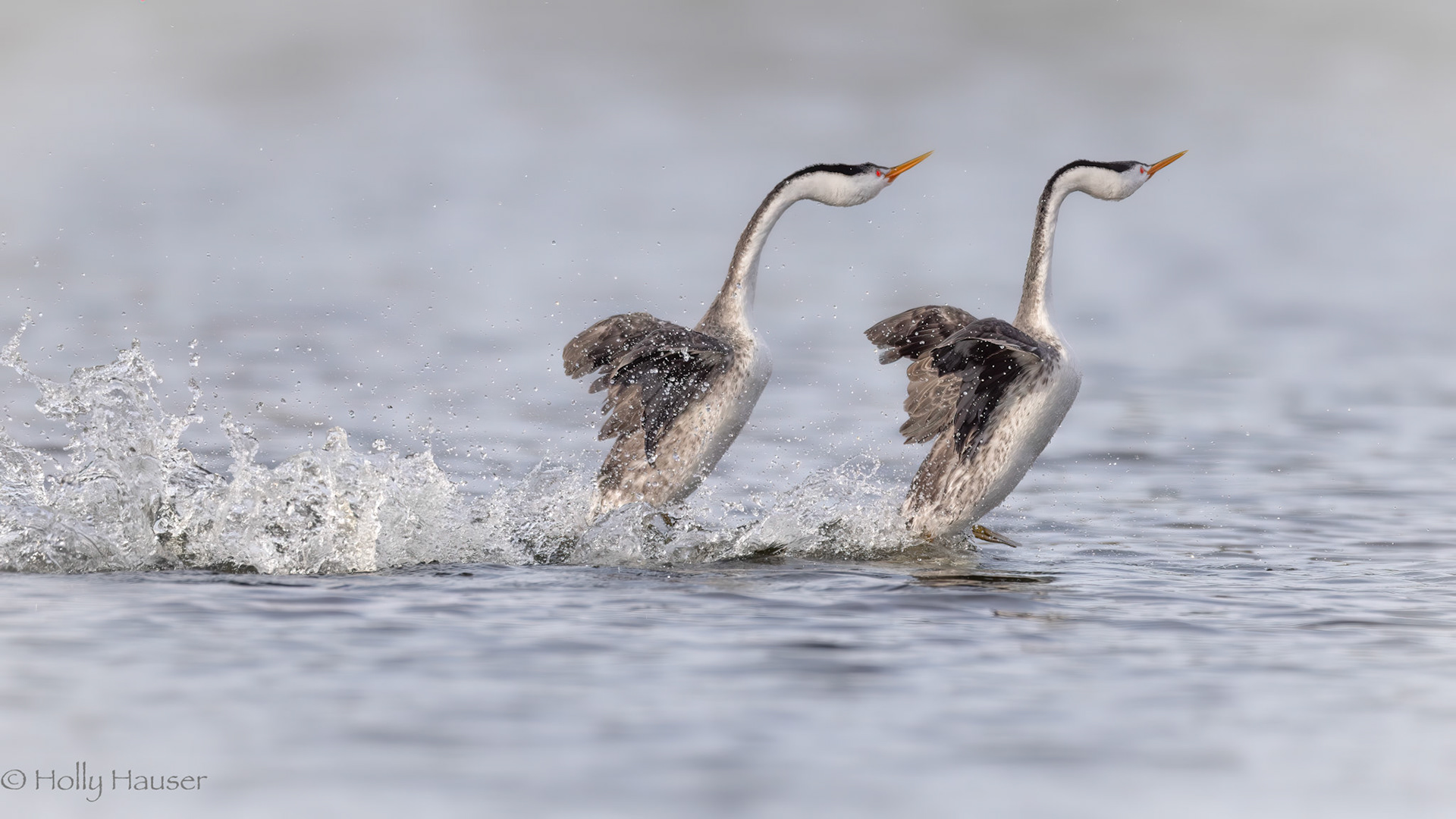 Clark's Grebes