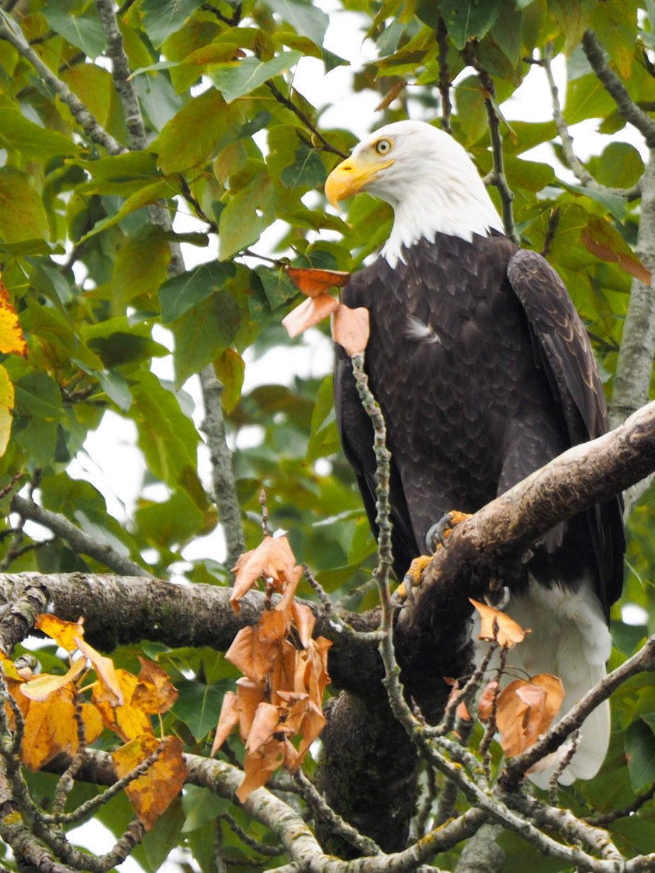 Mature Bald Eagle, Lake Sammamish