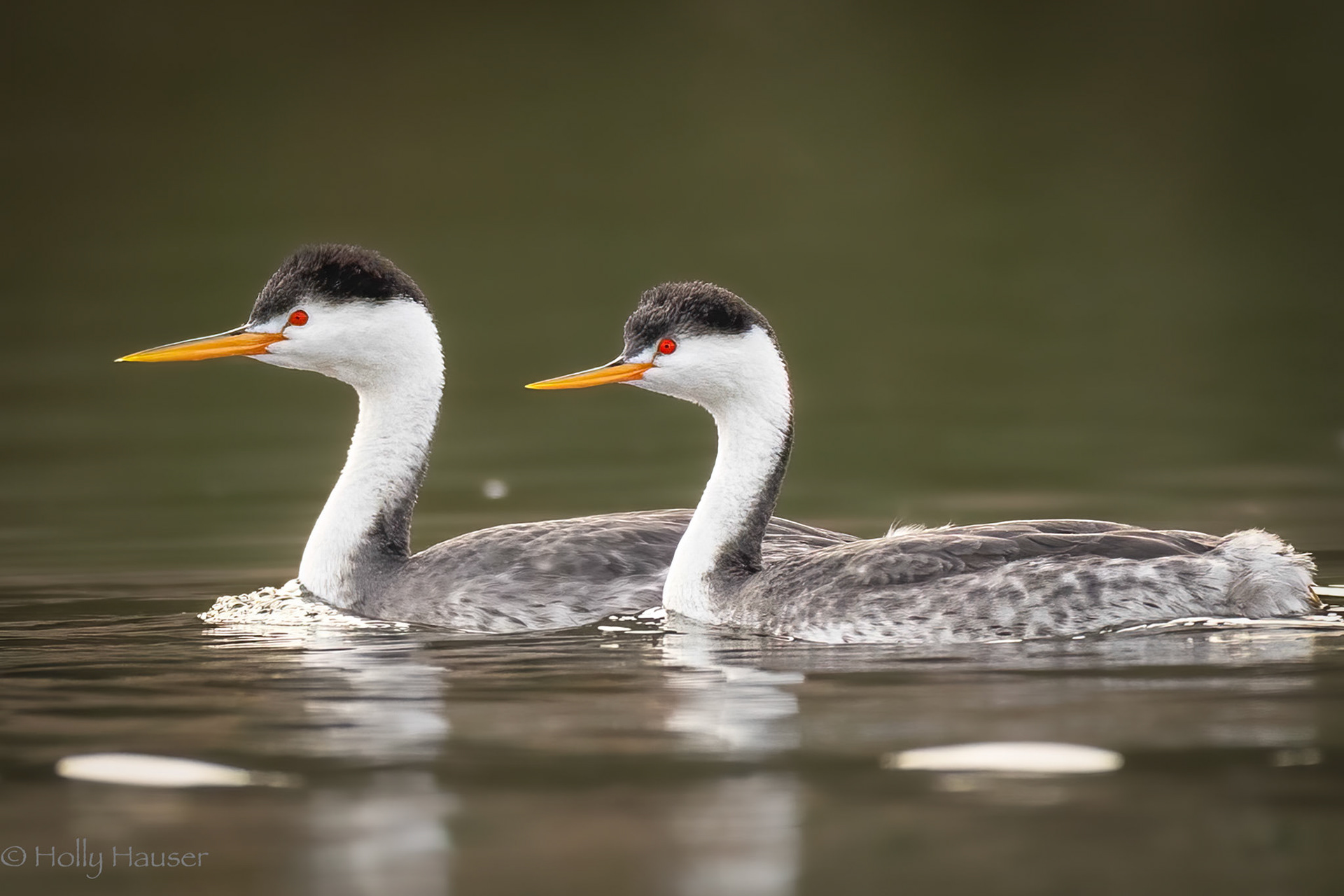 Clark's Grebes