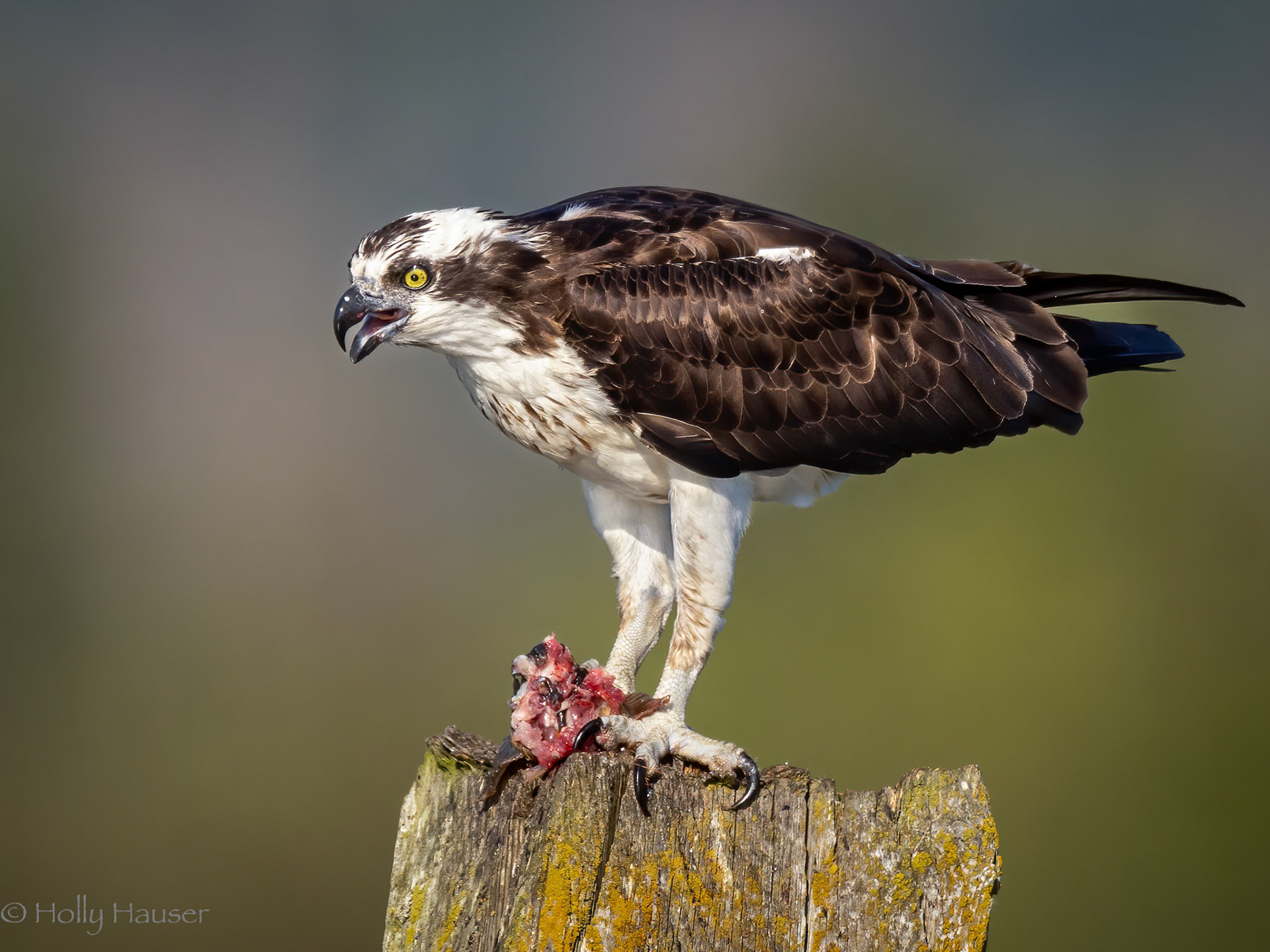 Osprey